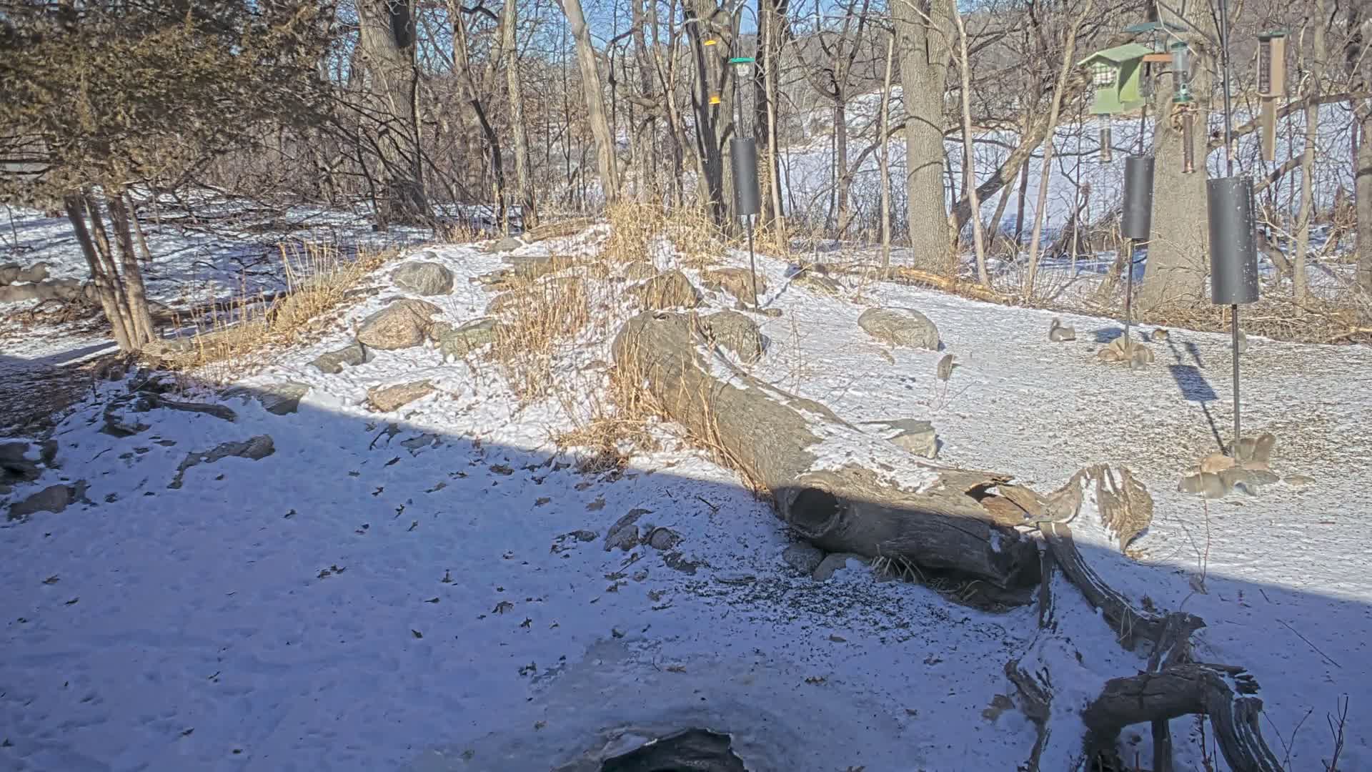 Bloomington, Richardson Nature Center Live Cam – Bloomington, Hennepin, Minnesota, USA