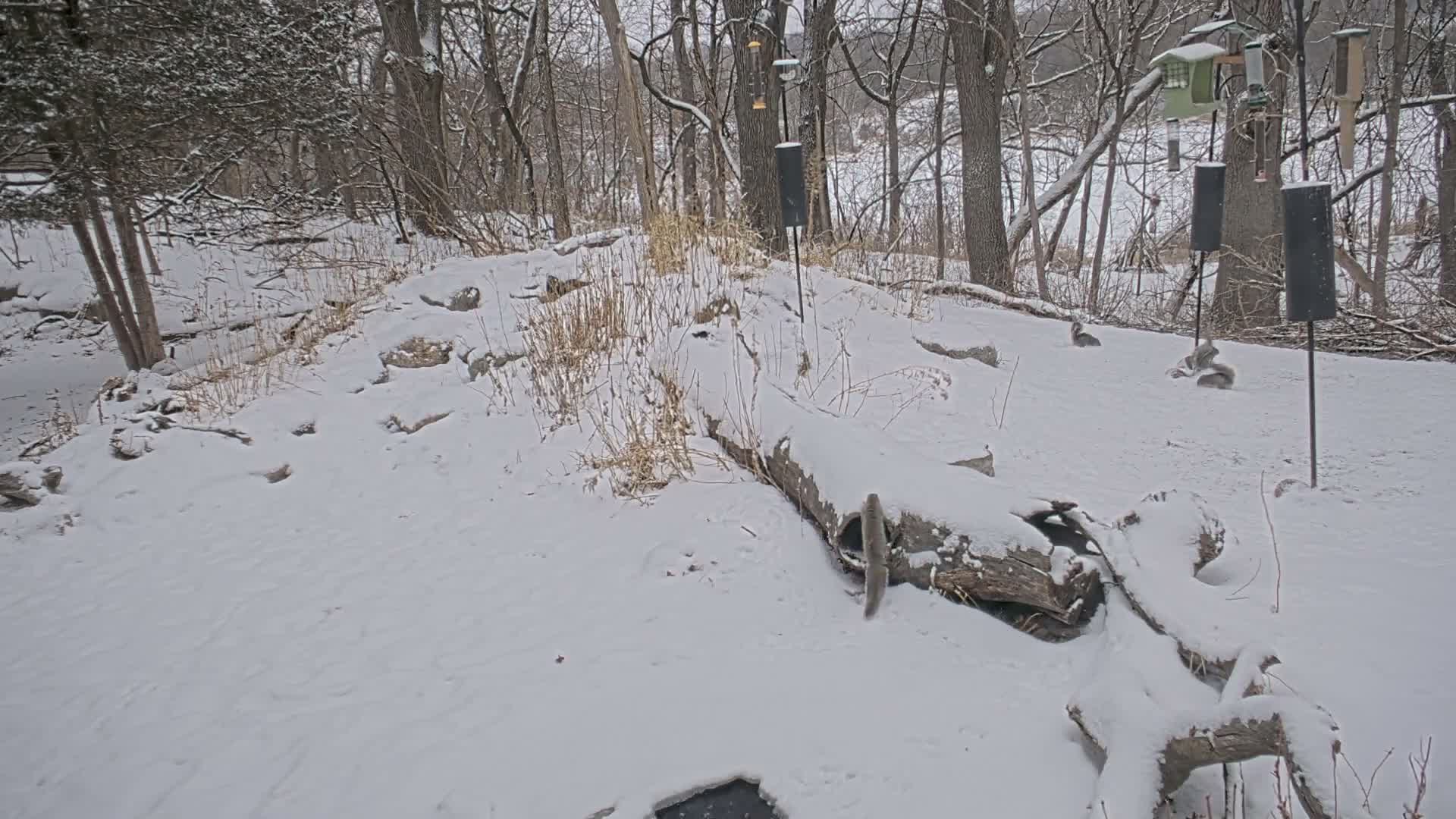 Bloomington, Richardson Nature Center Live Cam – Bloomington, Hennepin, Minnesota, USA