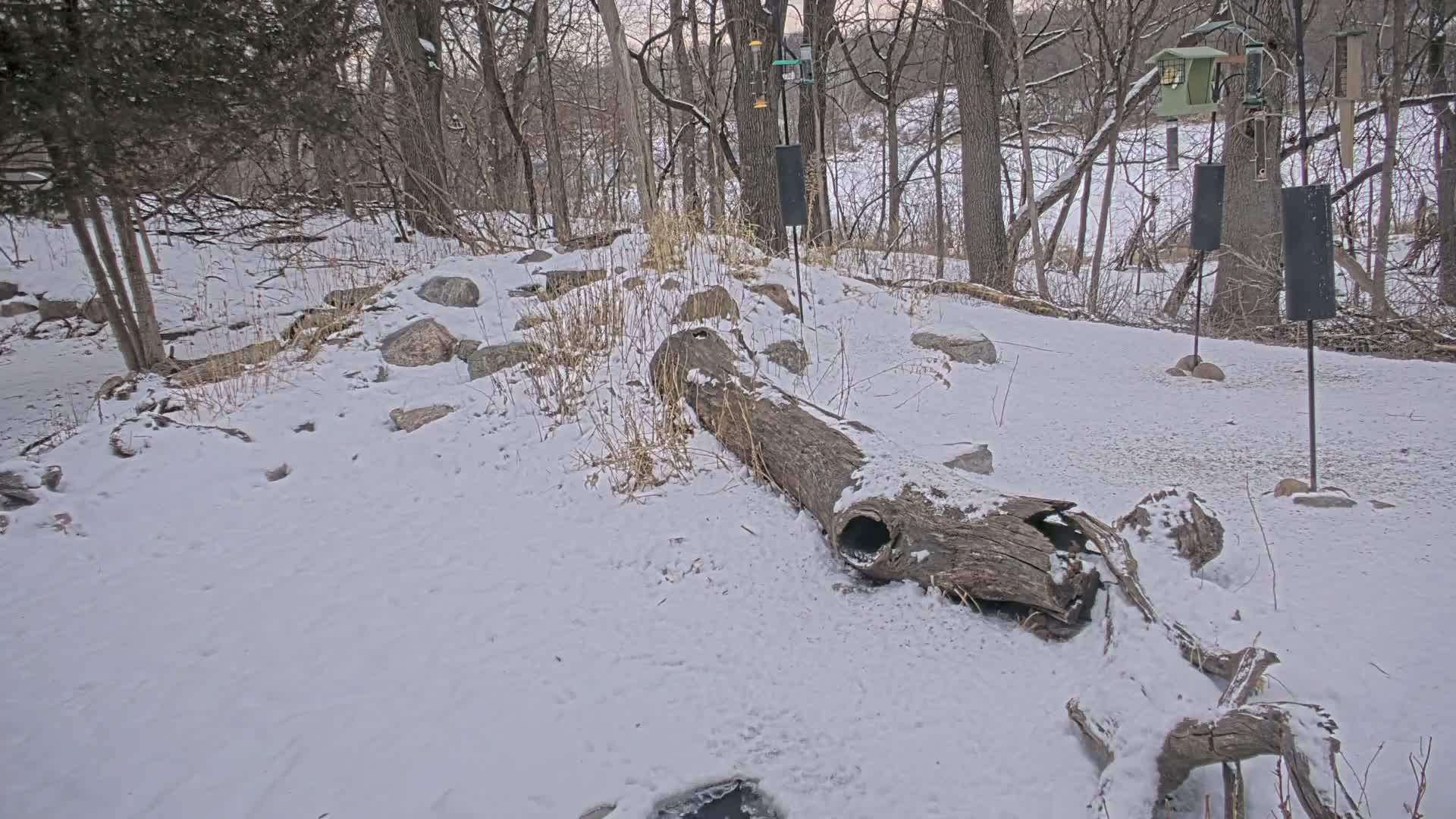 Bloomington, Richardson Nature Center Live Cam – Bloomington, Hennepin, Minnesota, USA