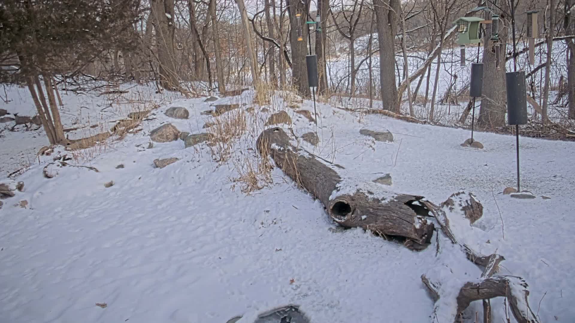 Bloomington, Richardson Nature Center Live Cam – Bloomington, Hennepin, Minnesota, USA