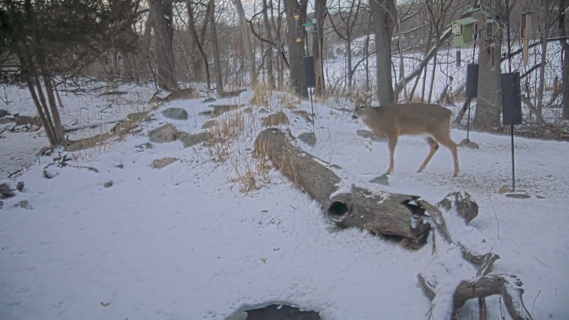 Bloomington, Richardson Nature Center Live Cam – Bloomington, Hennepin, Minnesota, USA