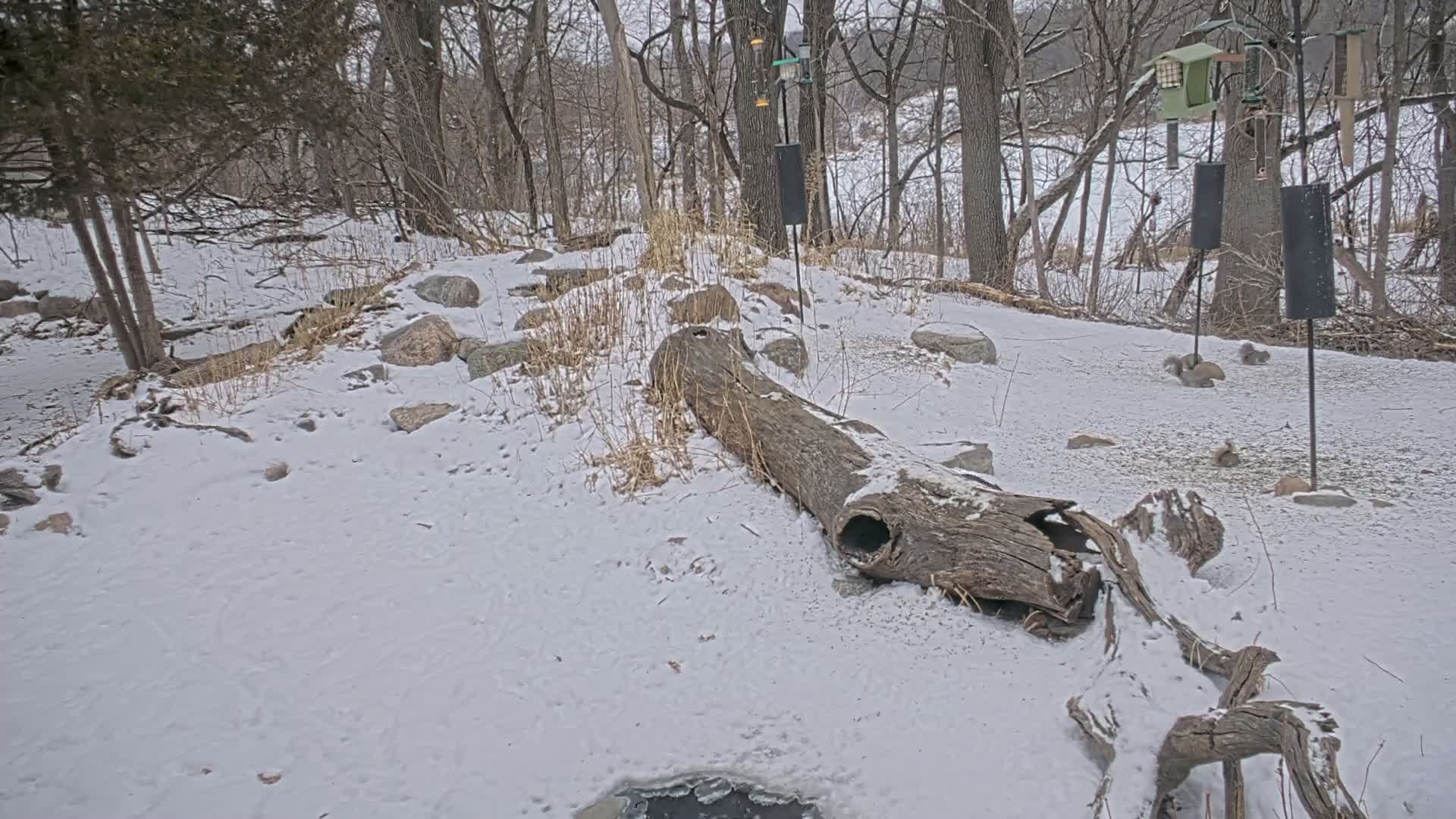 Bloomington, Richardson Nature Center Live Cam – Bloomington, Hennepin, Minnesota, USA