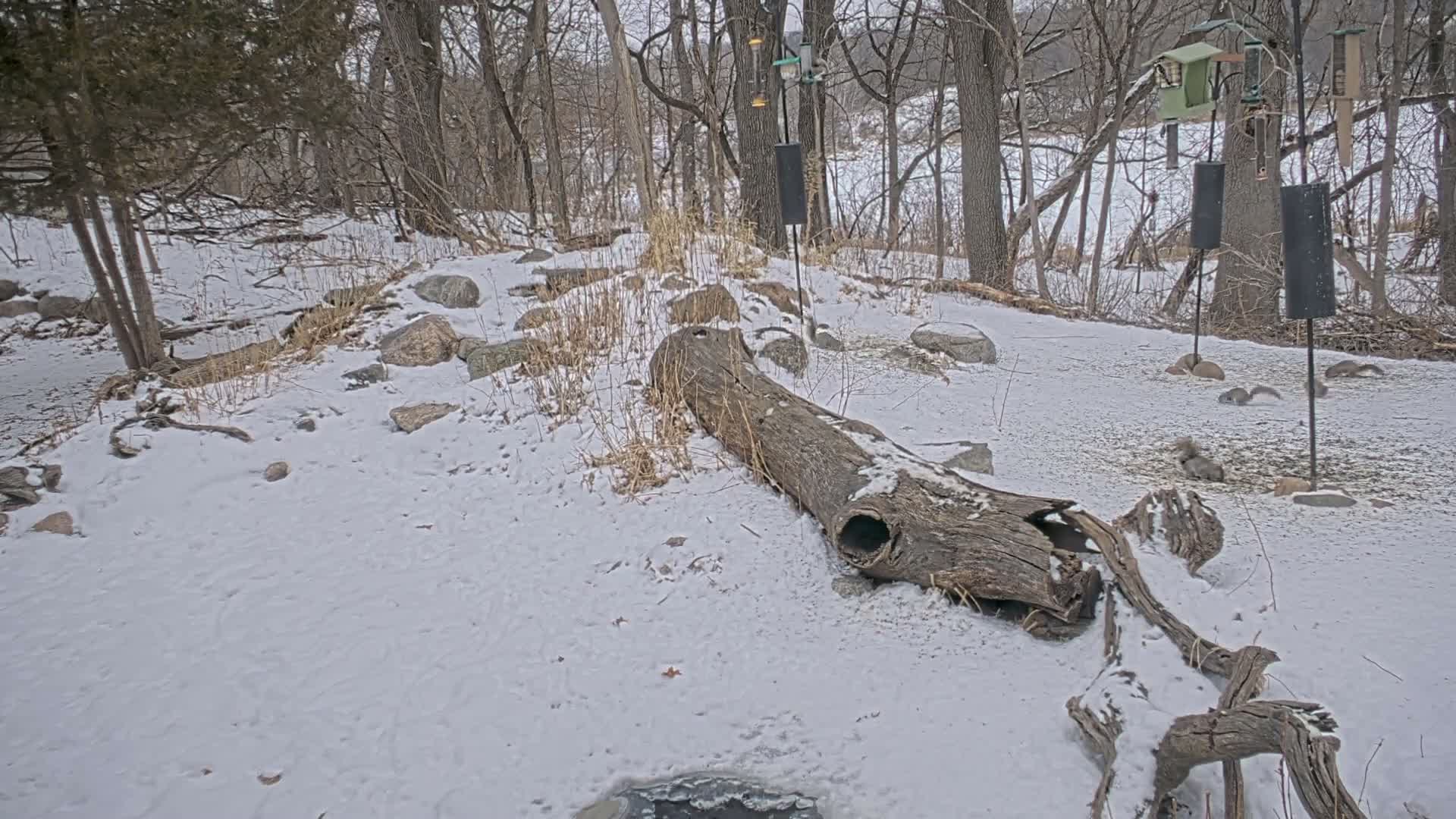 Bloomington, Richardson Nature Center Live Cam – Bloomington, Hennepin, Minnesota, USA