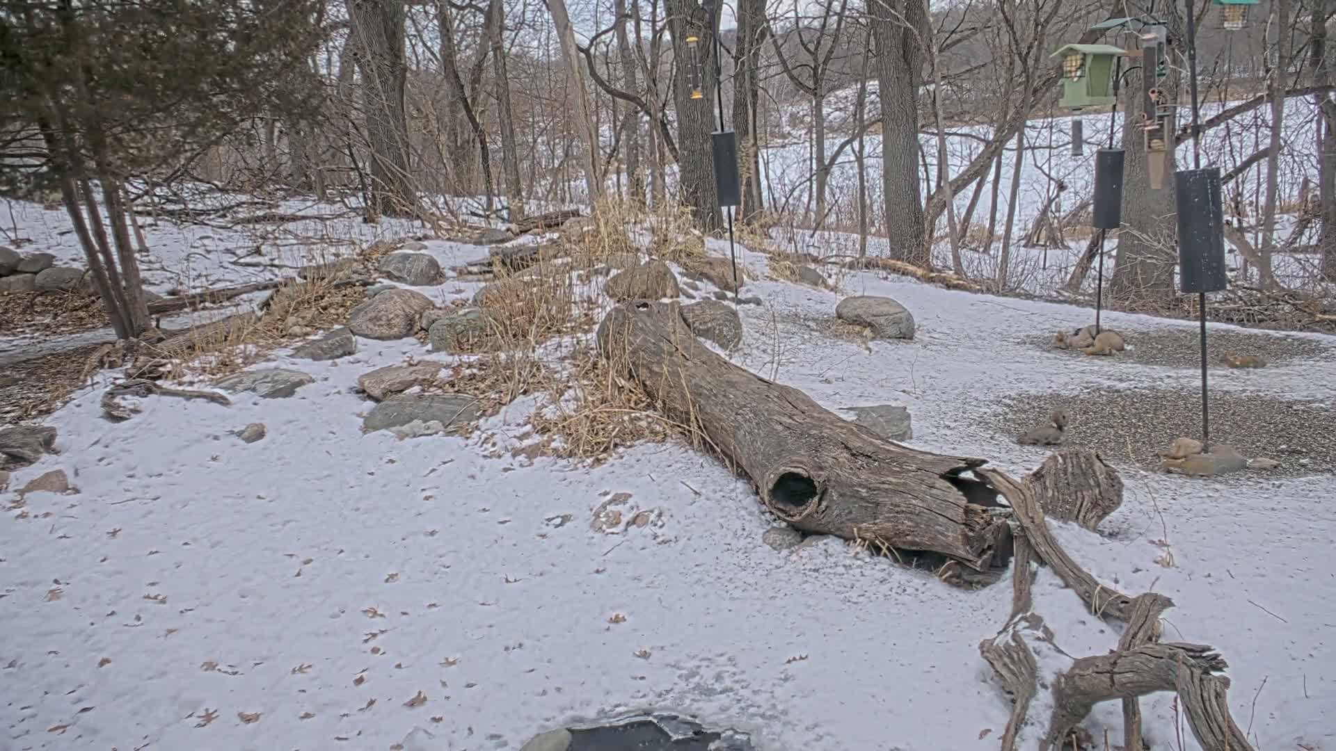 Bloomington, Richardson Nature Center Live Cam – Bloomington, Hennepin, Minnesota, USA