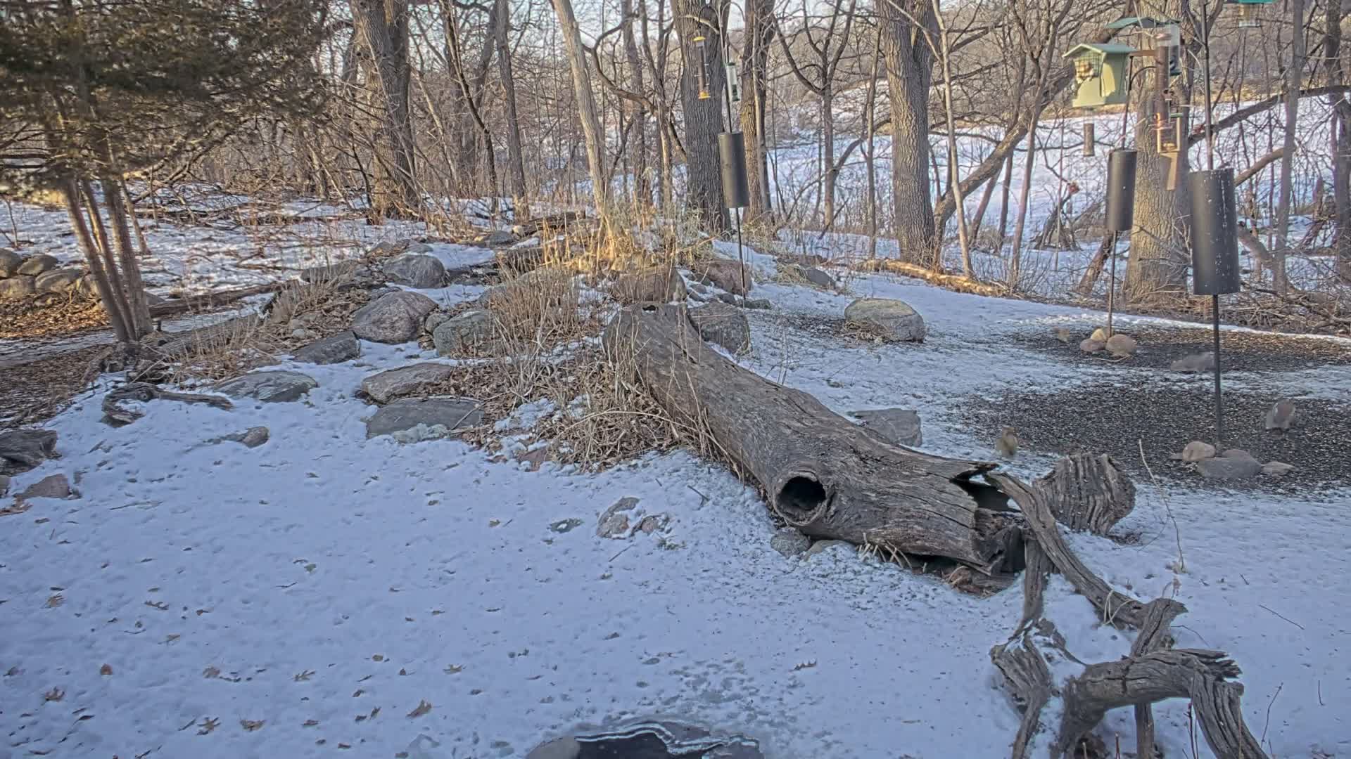 Bloomington, Richardson Nature Center Live Cam – Bloomington, Hennepin, Minnesota, USA