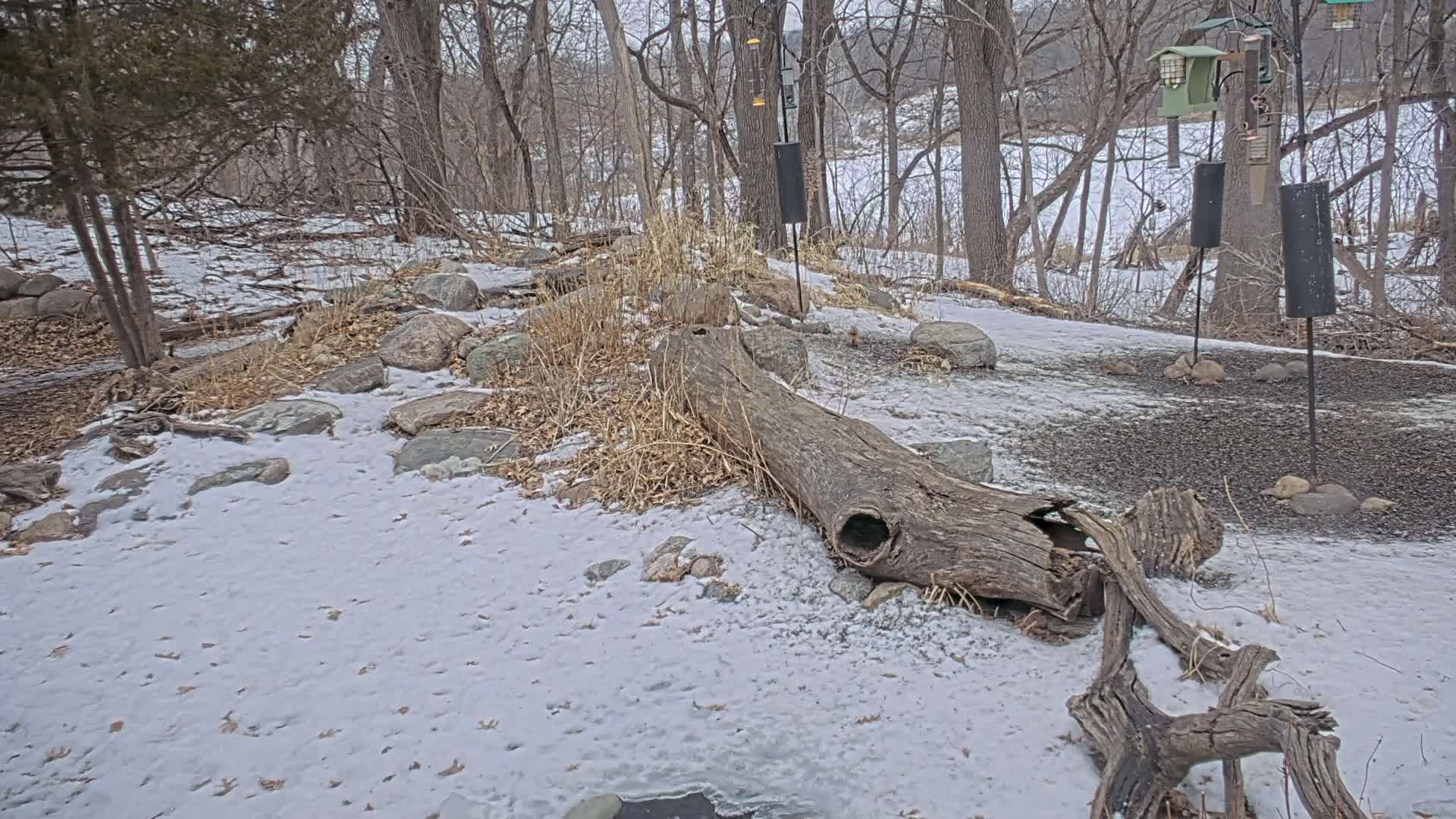 Bloomington, Richardson Nature Center Live Cam – Bloomington, Hennepin, Minnesota, USA
