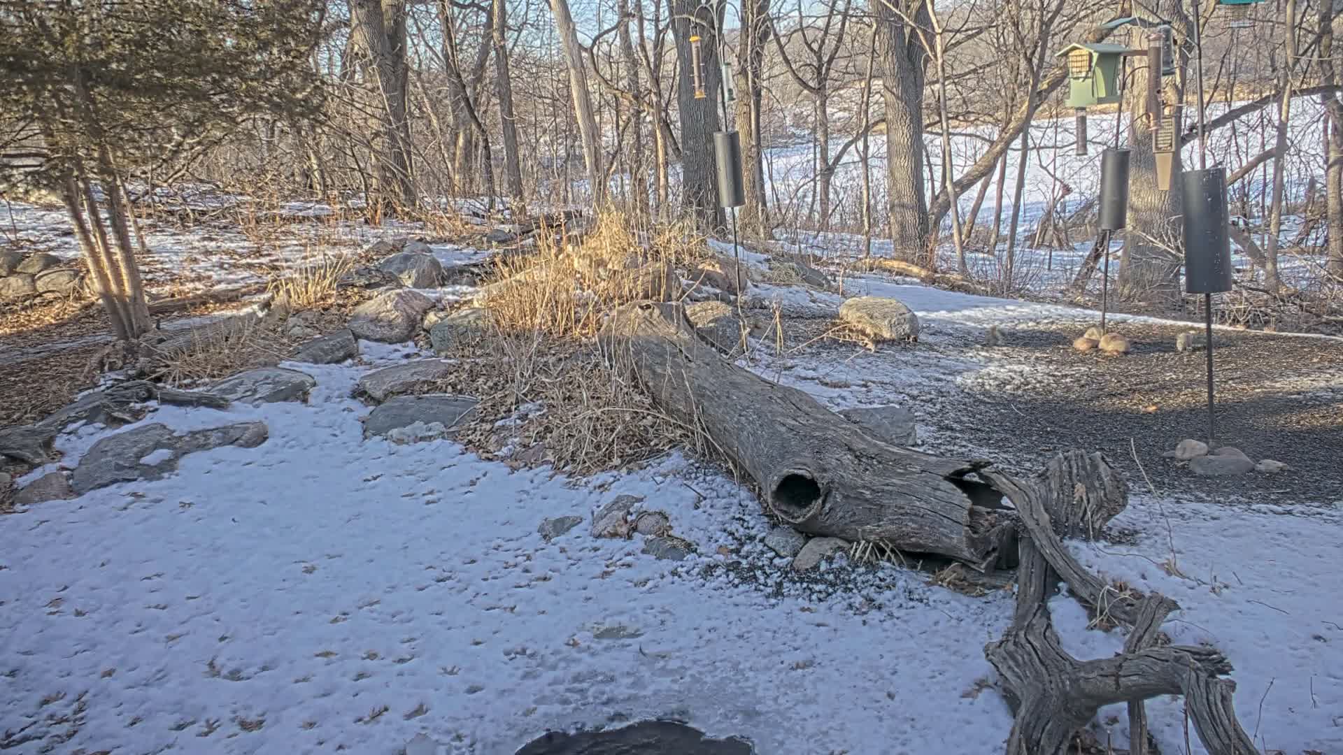 Bloomington, Richardson Nature Center Live Cam – Bloomington, Hennepin, Minnesota, USA