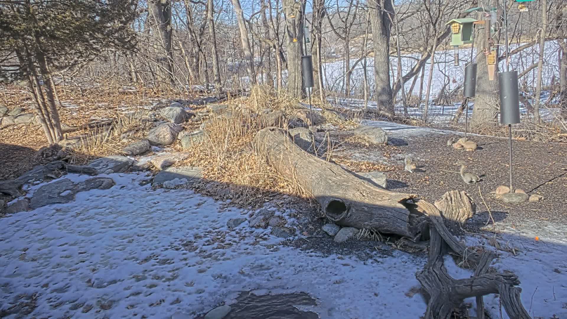 Bloomington, Richardson Nature Center Live Cam – Bloomington, Hennepin, Minnesota, USA