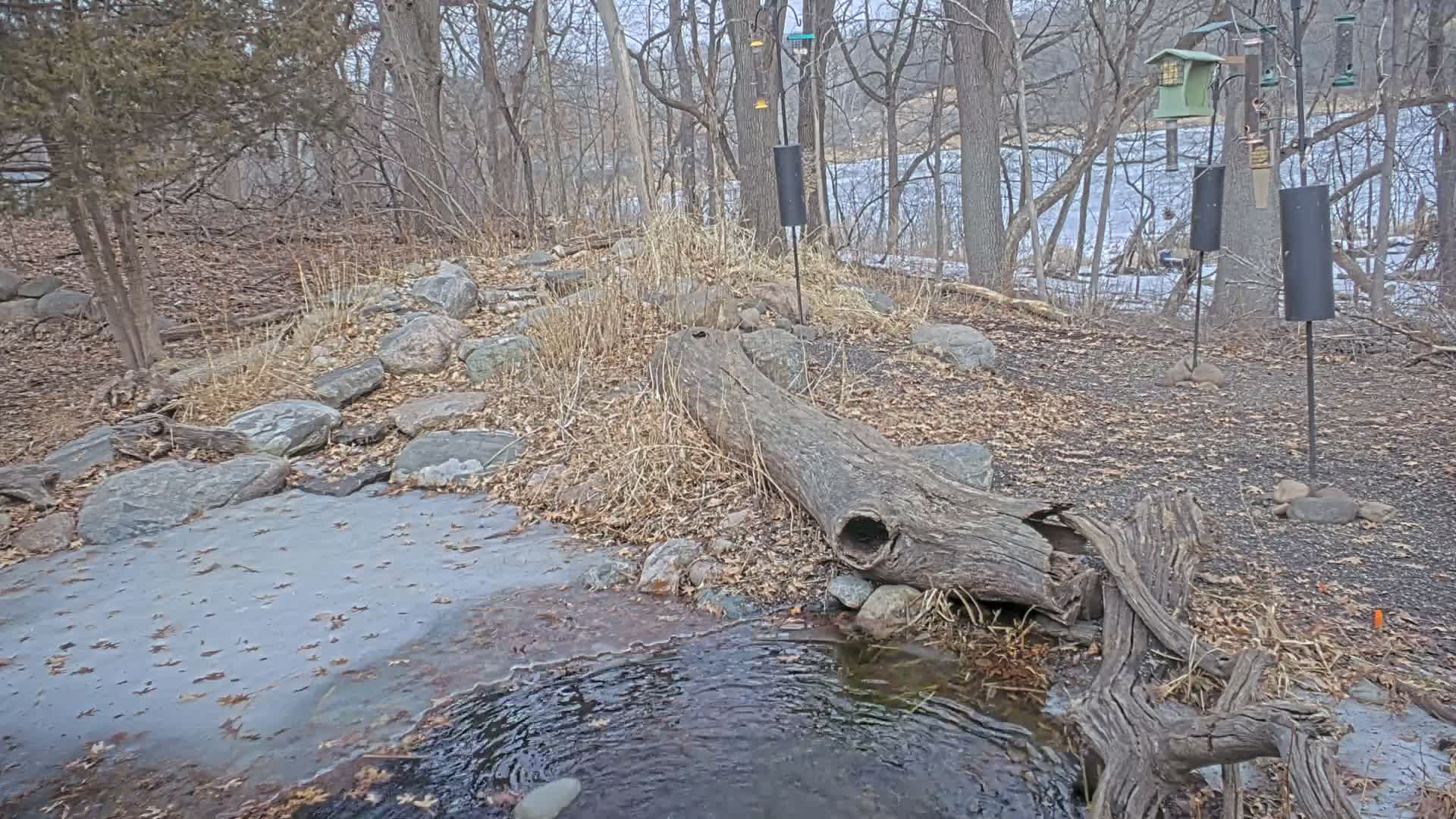 Bloomington, Richardson Nature Center Live Cam – Bloomington, Hennepin, Minnesota, USA