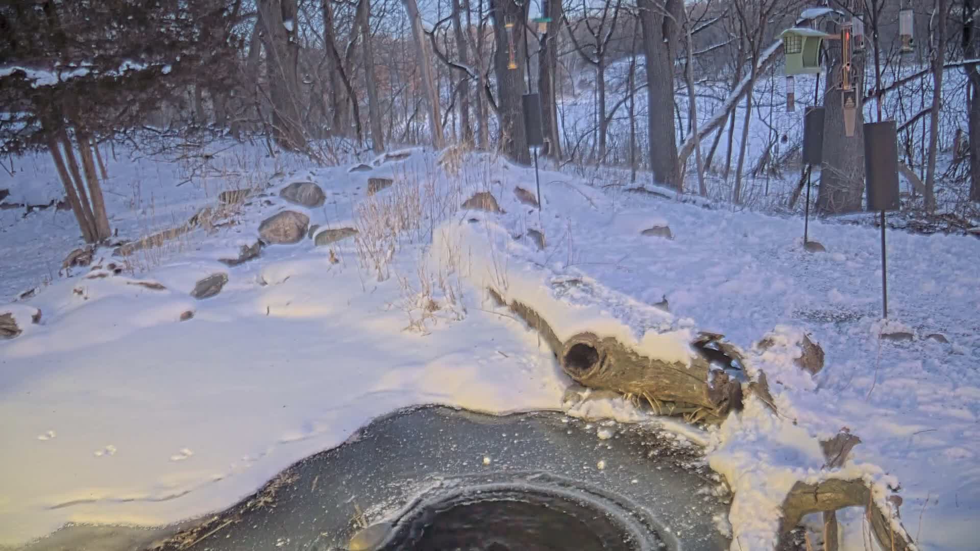Bloomington, Richardson Nature Center Live Cam – Bloomington, Hennepin, Minnesota, USA