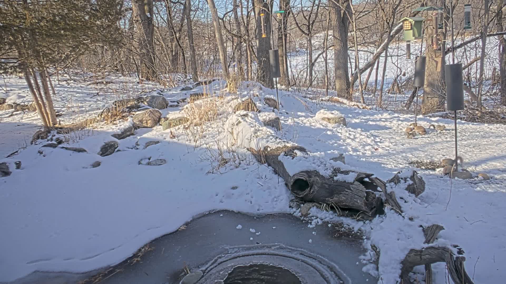 Bloomington, Richardson Nature Center Live Cam – Bloomington, Hennepin, Minnesota, USA