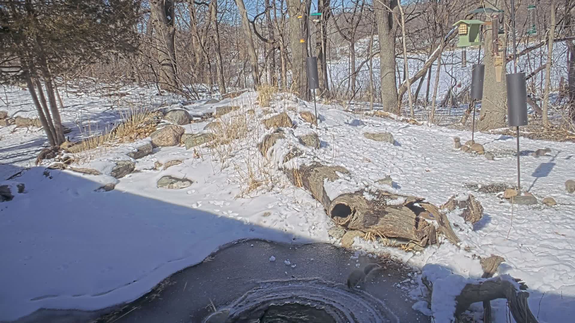 Bloomington, Richardson Nature Center Live Cam – Bloomington, Hennepin, Minnesota, USA