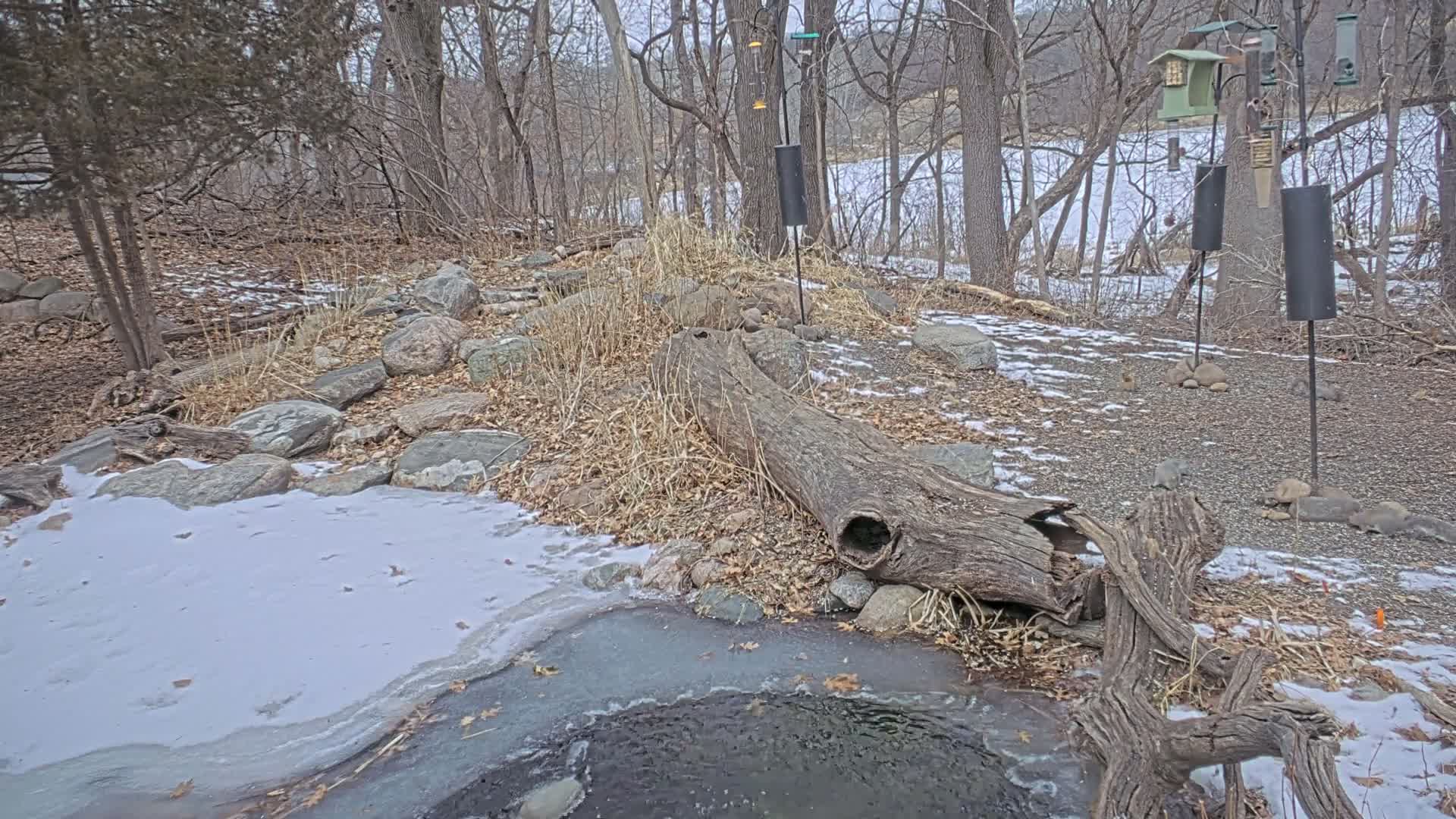 Bloomington, Richardson Nature Center Live Cam – Bloomington, Hennepin, Minnesota, USA