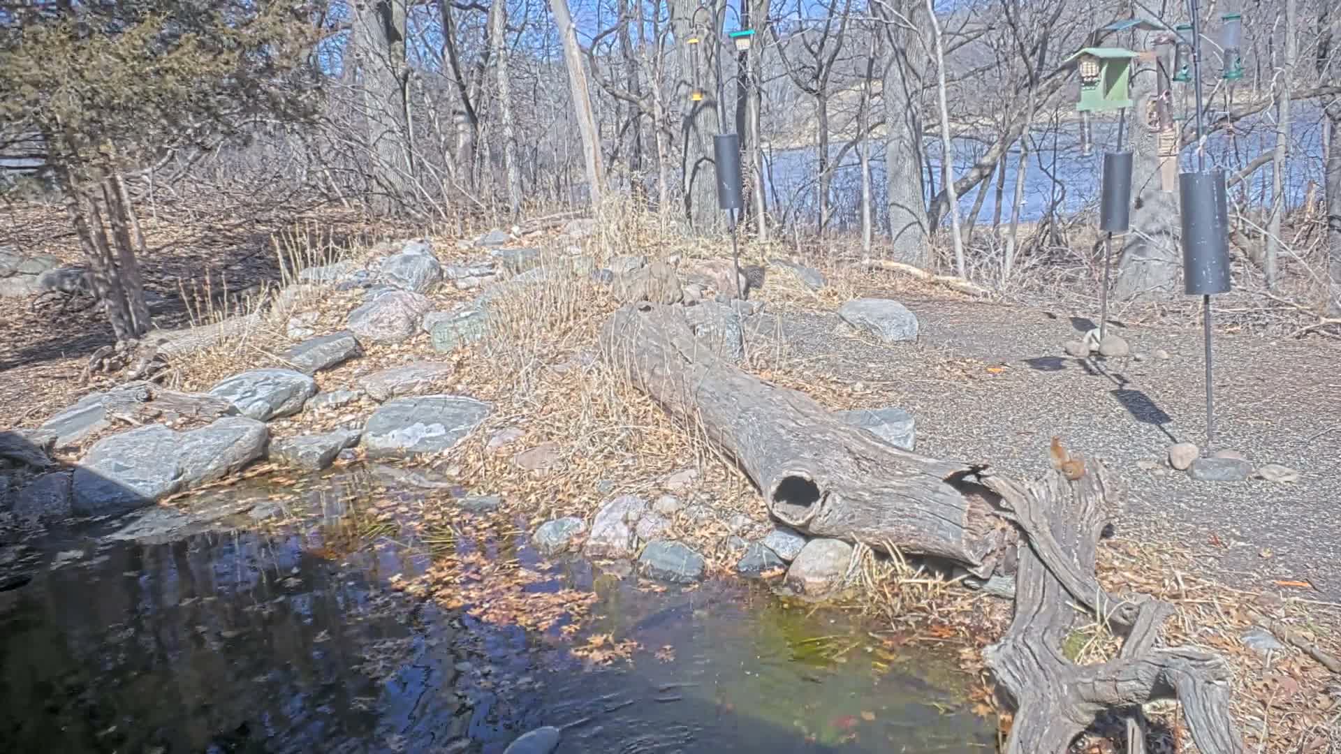 Bloomington, Richardson Nature Center Live Cam – Bloomington, Hennepin, Minnesota, USA