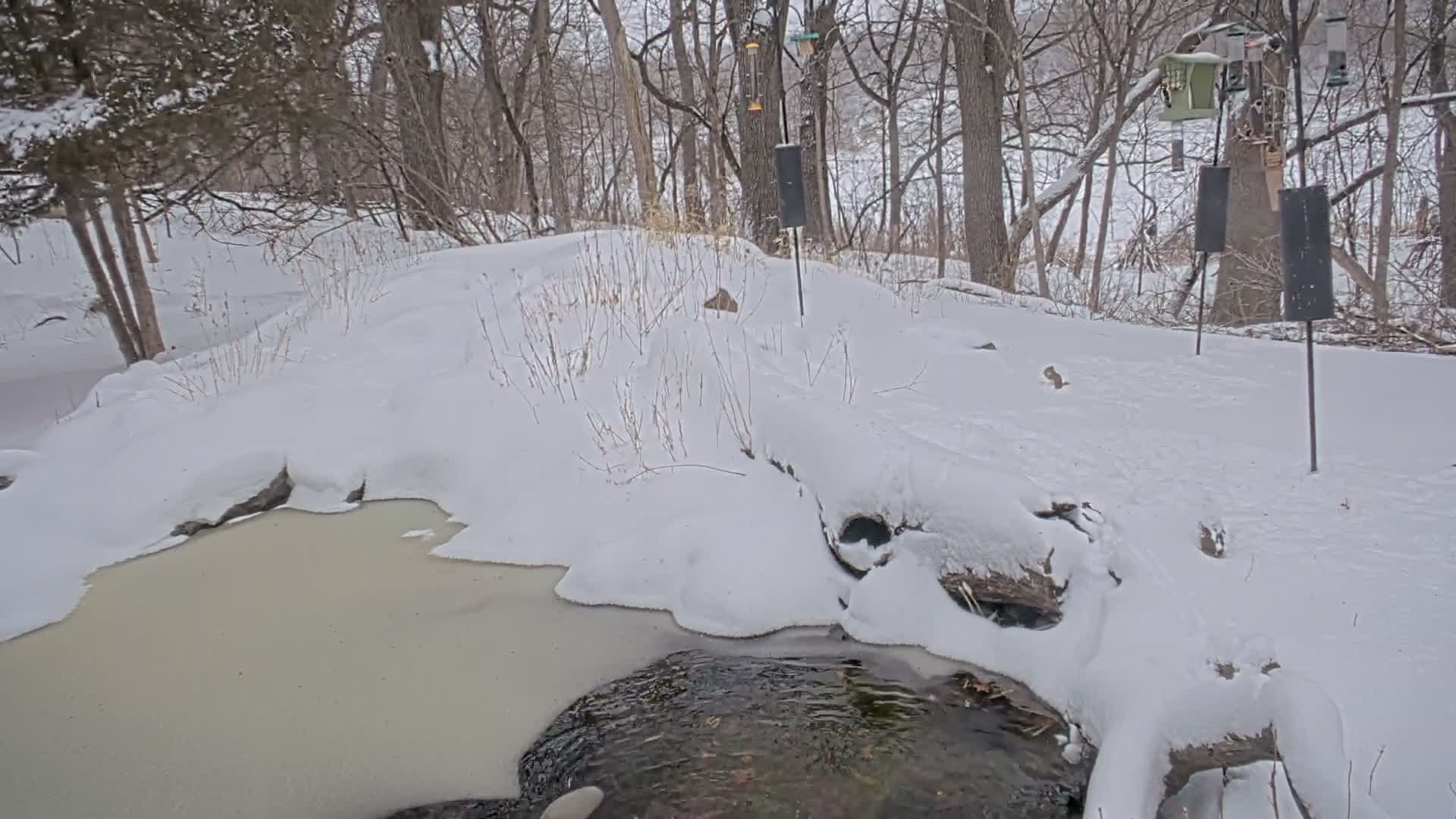 Bloomington, Richardson Nature Center Live Cam – Bloomington, Hennepin, Minnesota, USA