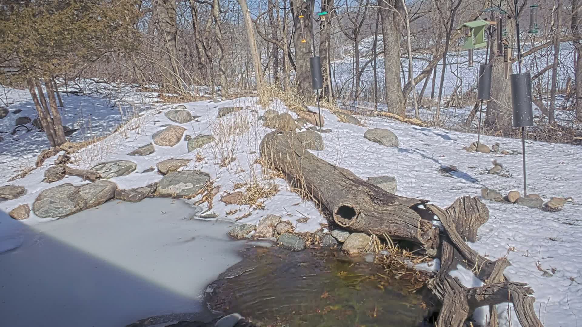 Bloomington, Richardson Nature Center Live Cam – Bloomington, Hennepin, Minnesota, USA