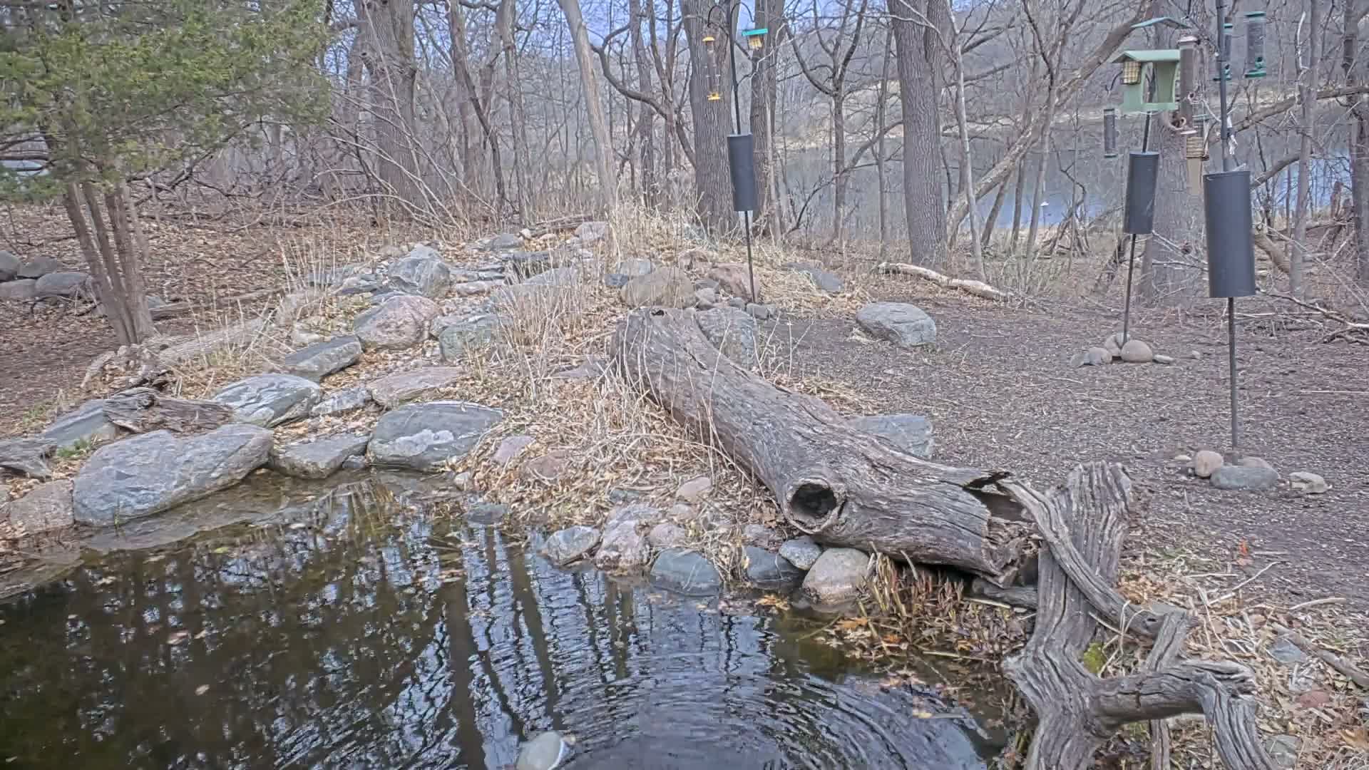 A calm, clear black and white nighttime view shows a stream and rocky bank in the foreground, leading into a wooded area with dense foliage, a large fallen log, and several bird feeders hanging from branches or poles.