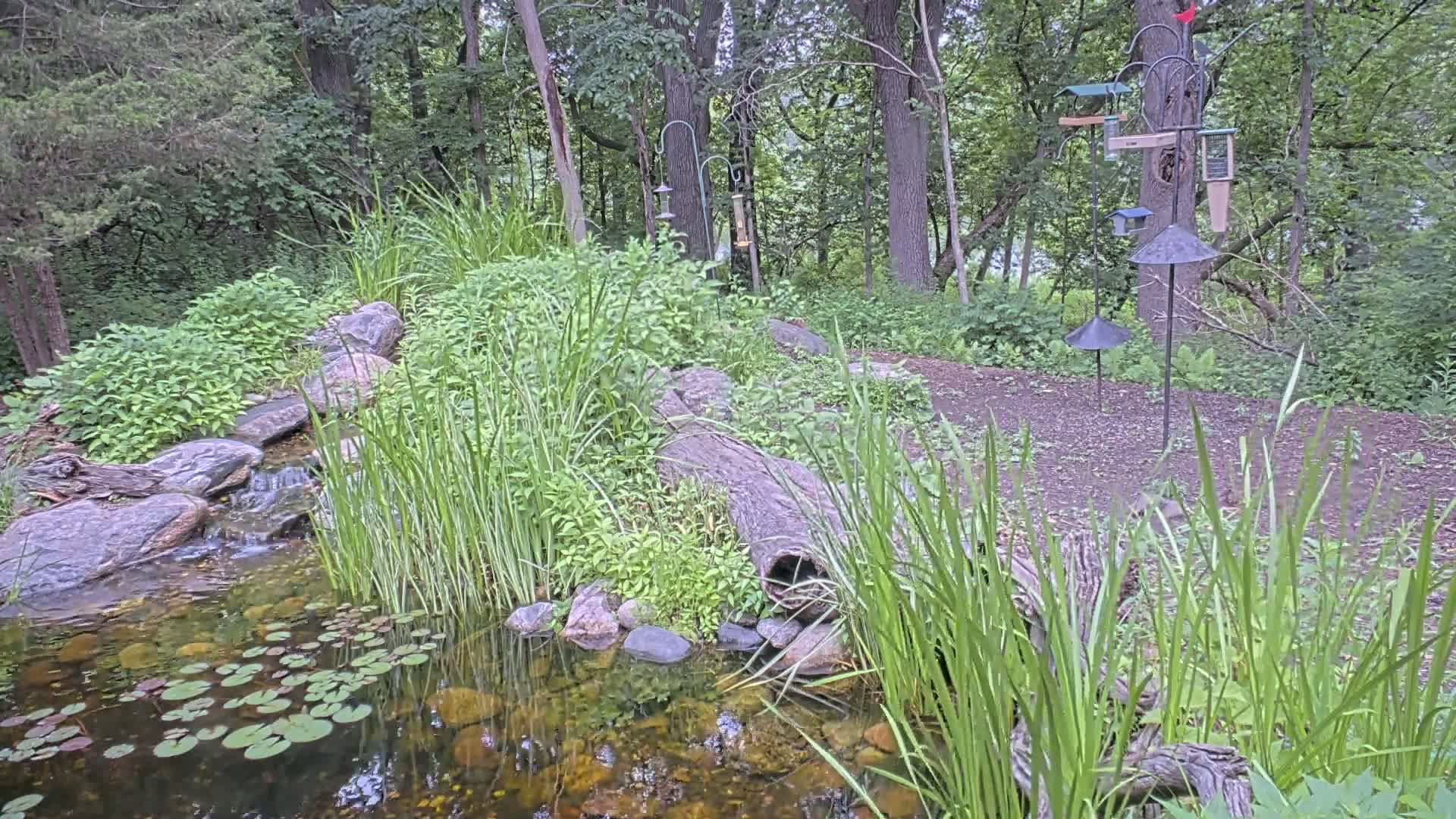 A small pond with lily pads and a trickling stream flows through a lush, wooded area with several bird feeders.