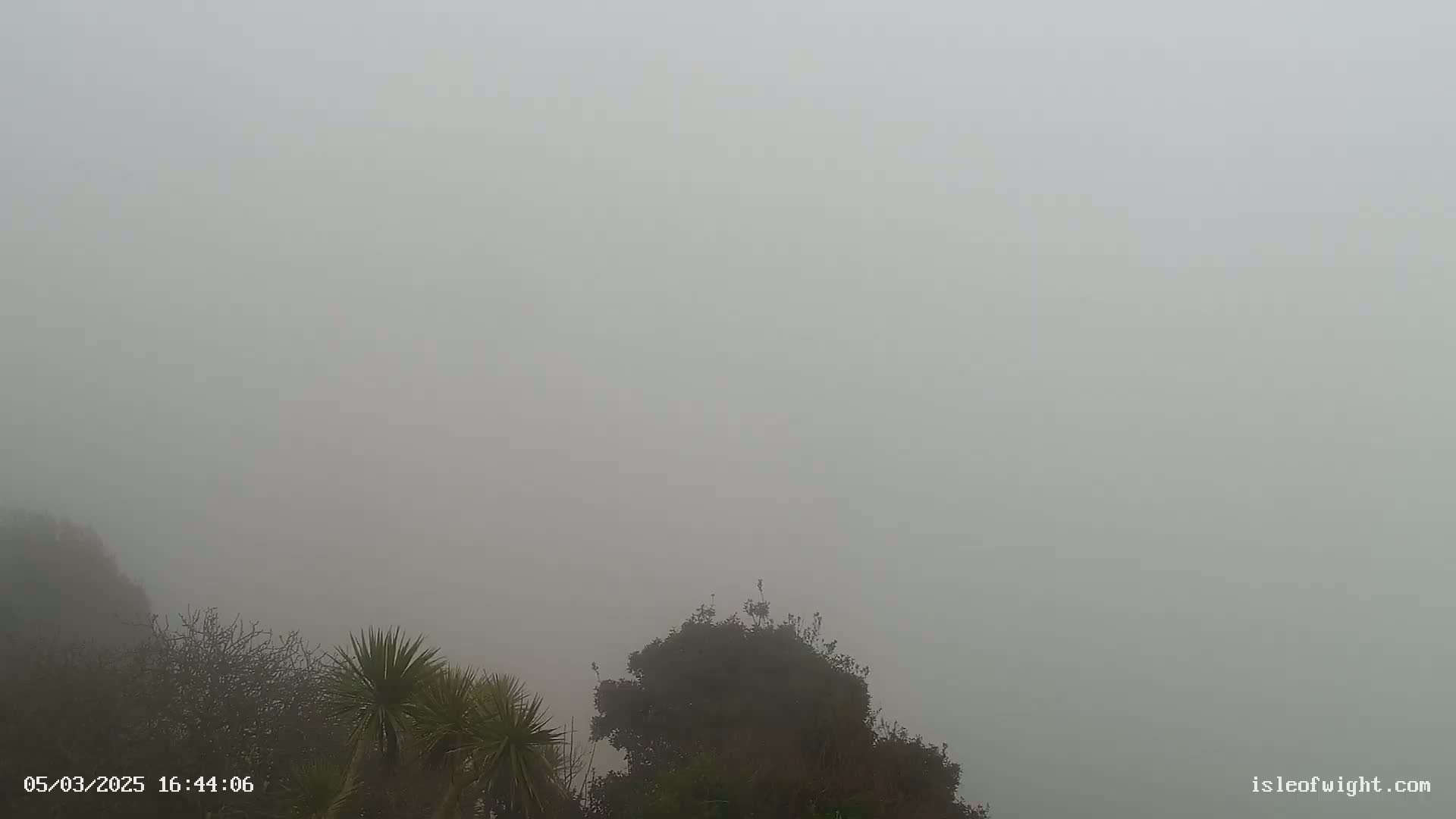 A thick fog obscures the view of some shrubs and trees.