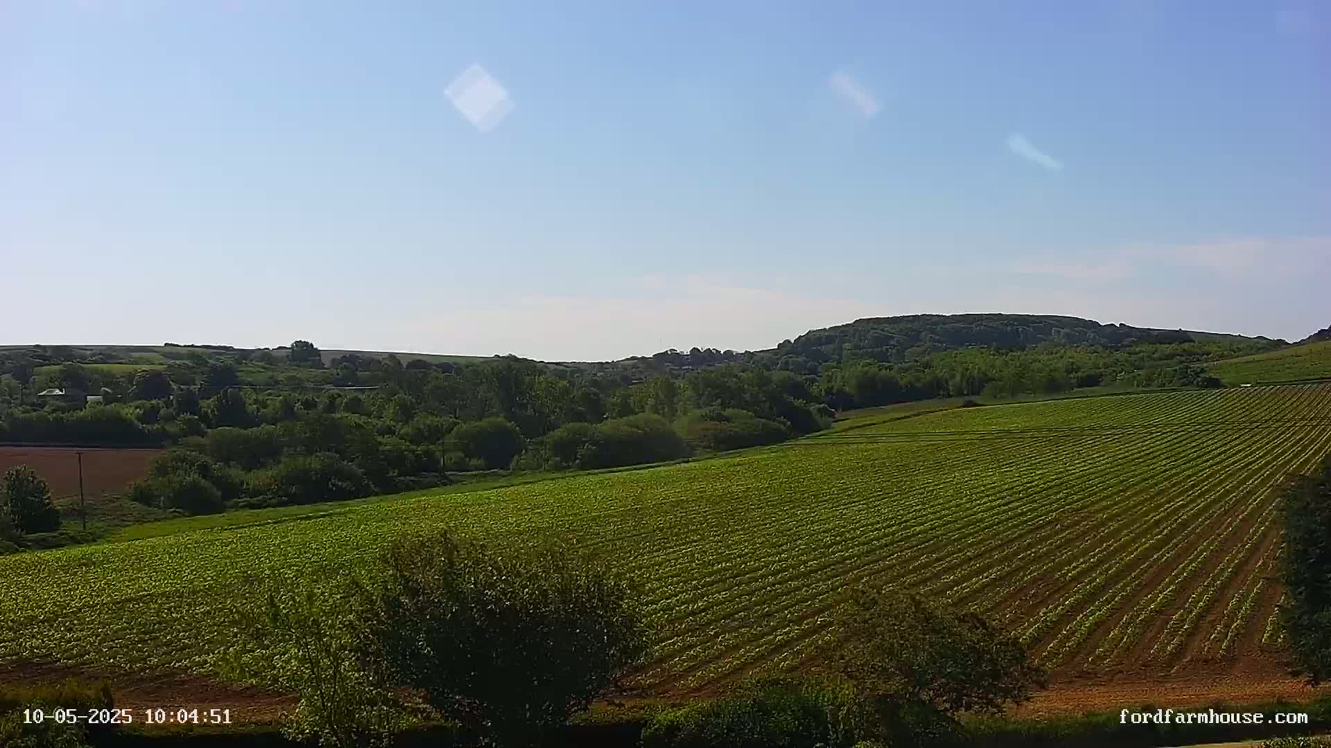 A vast, neatly-rowed green field stretches toward a line of lush, green hills under a clear, bright blue sky.