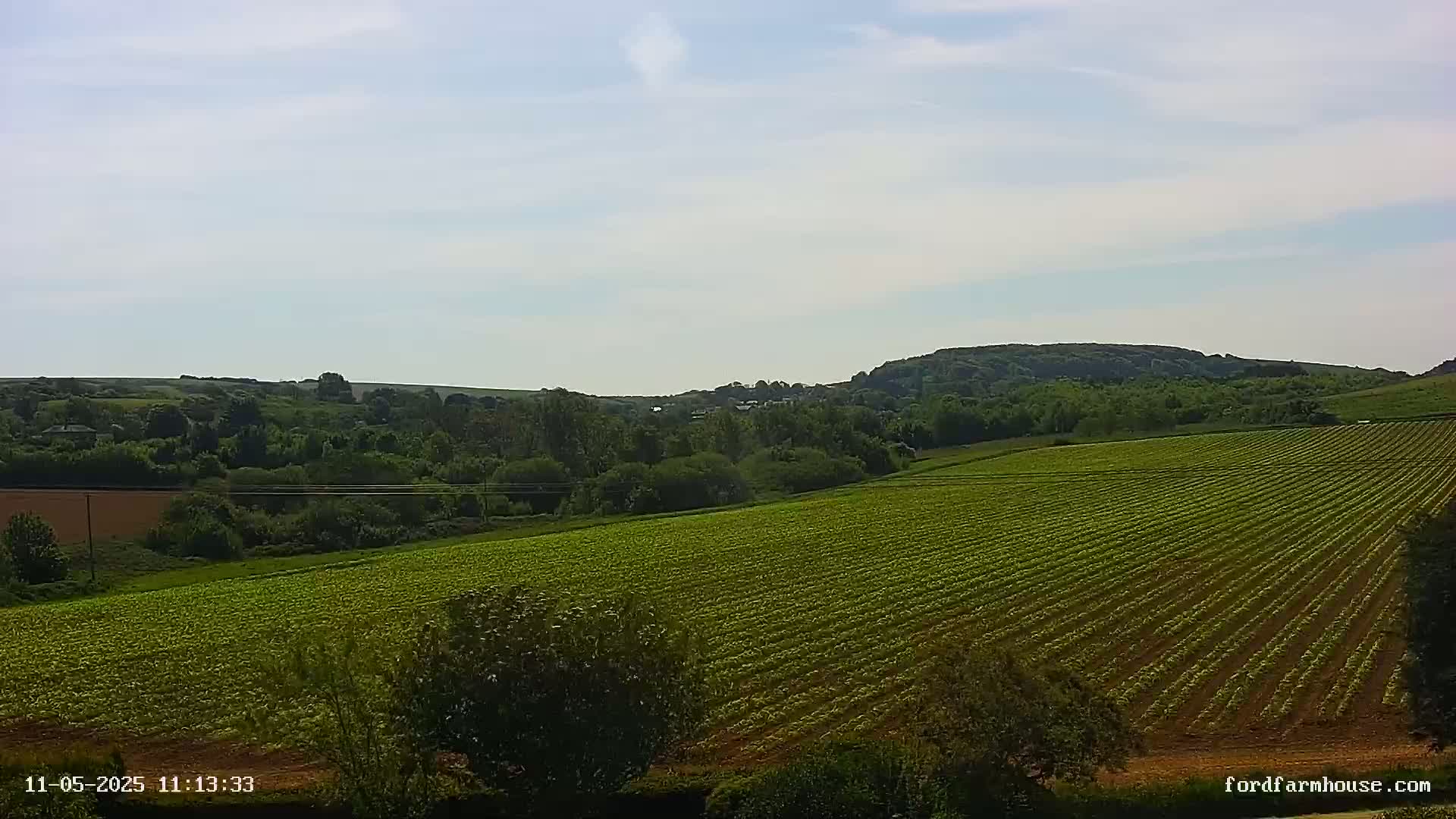 Under a mostly clear sky, a vast, meticulously planted field stretches out, leading to a line of trees and rolling hills in the distance.