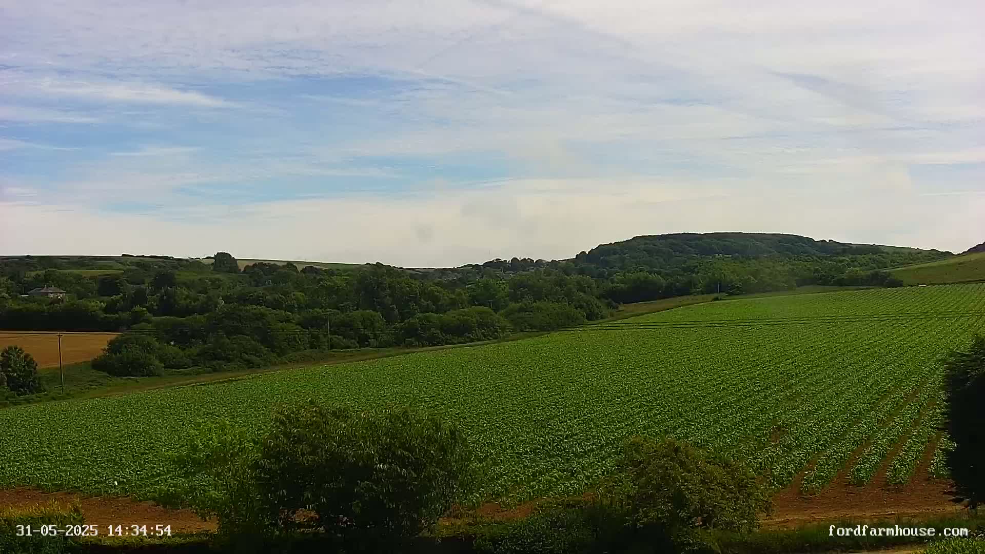 A vast, verdant field stretches out under a mostly clear, bright sky, backed by rolling green hills and a distant, tree-covered hilltop.