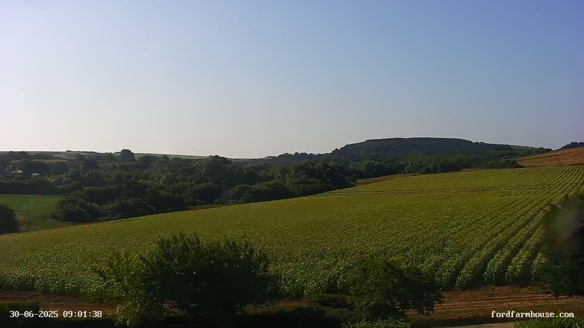 A vast, verdant field stretches out under a clear, pale blue sky, rolling gently toward a line of dark green trees and hills in the distance.