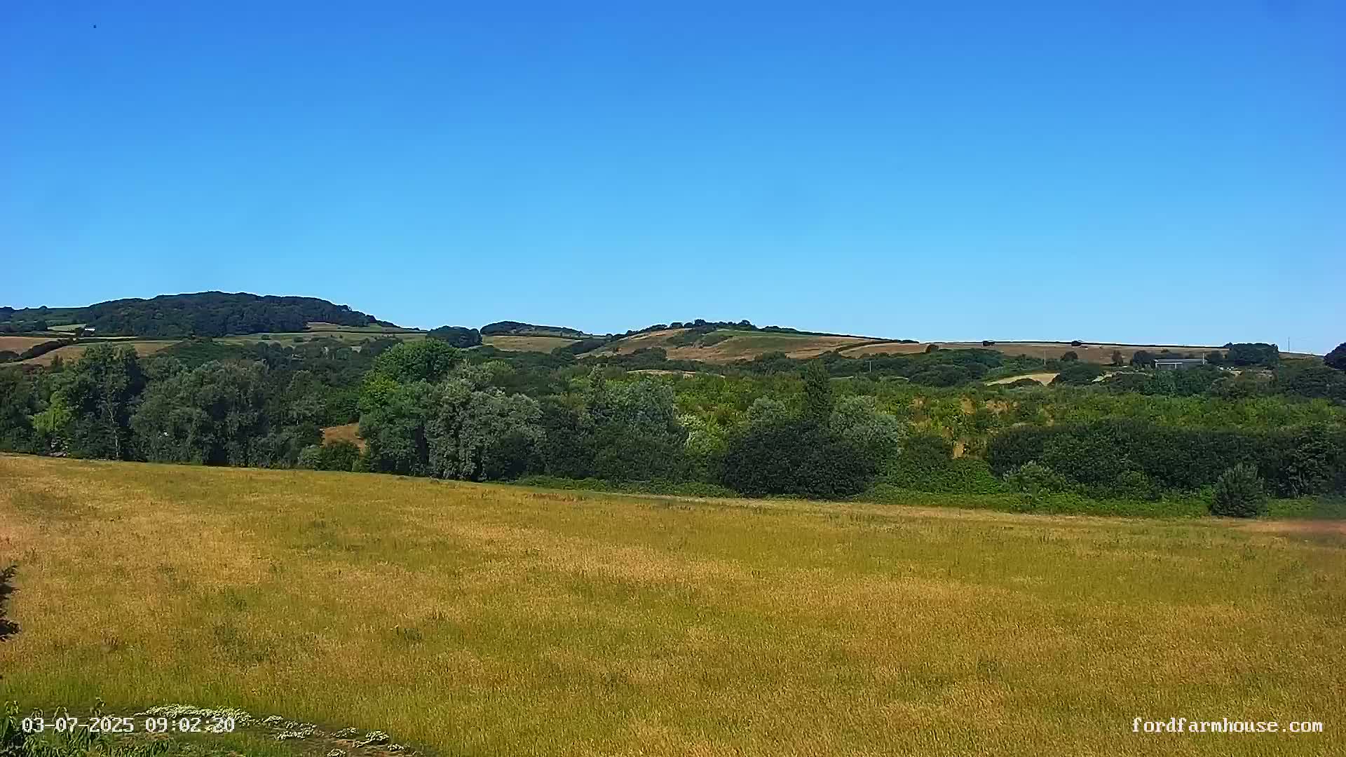 A large, golden field stretches to a line of green trees and rolling hills under a clear blue sky.