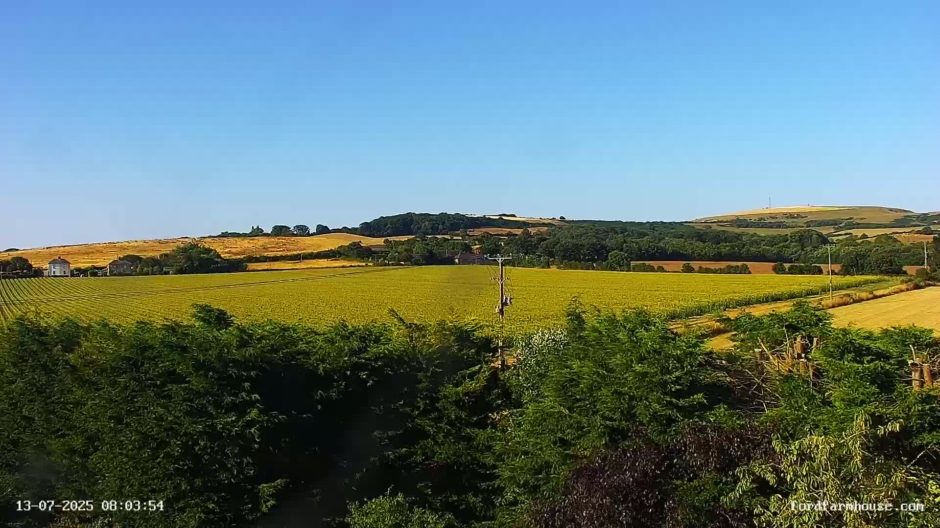 A vast, sunlit field of crops stretches towards a line of trees and rolling hills under a clear blue sky.