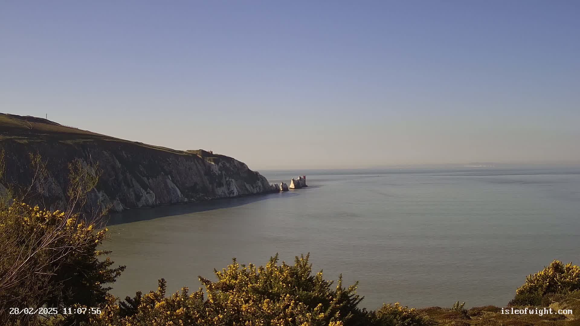 White cliffs meet a calm, gray sea under a clear, light blue sky, with yellow flowering bushes in the foreground.