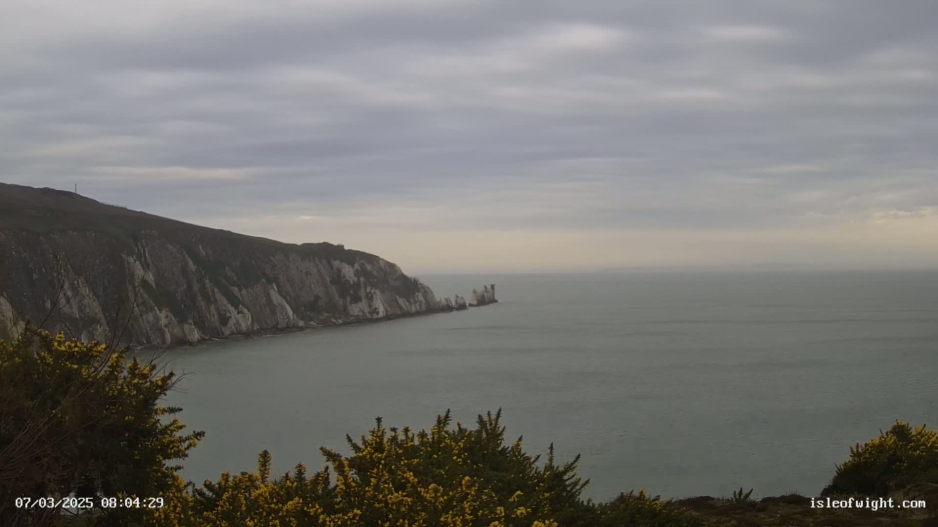 White cliffs meet a calm, grey sea under a cloudy sky, with yellow flowering bushes in the foreground.
