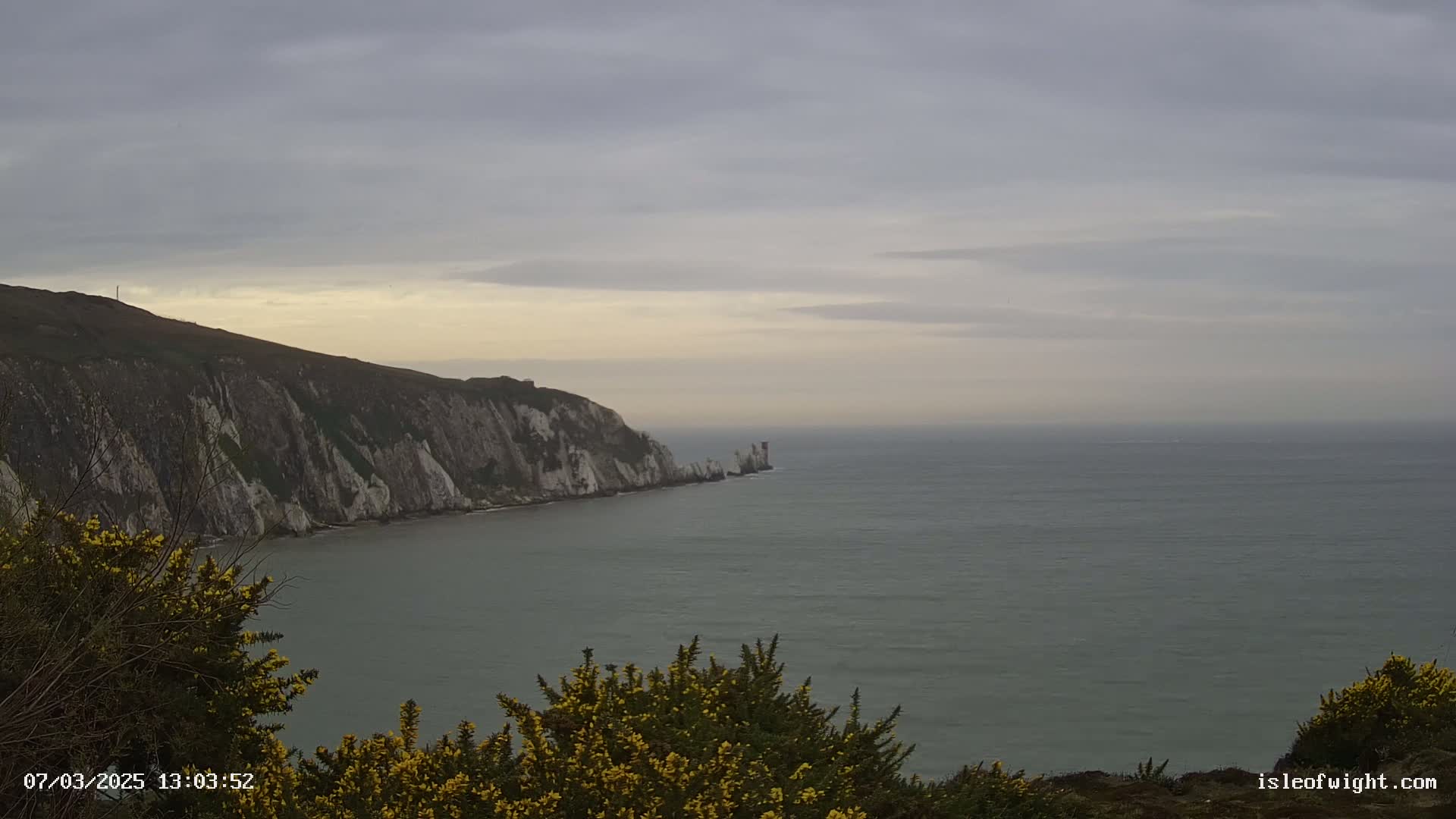 White cliffs meet a calm, gray sea under an overcast sky, with yellow flowering bushes in the foreground.