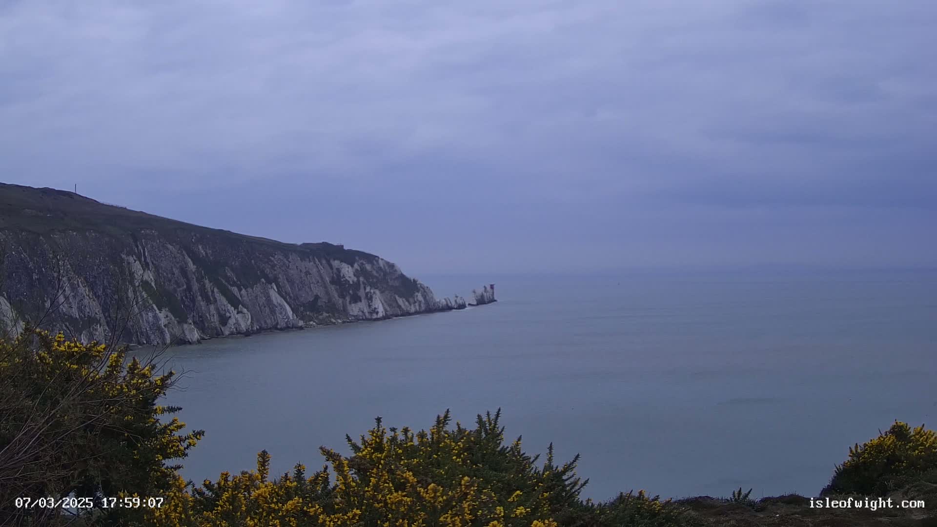 White cliffs meet a calm, gray sea under a cloudy sky, with yellow flowering bushes in the foreground.