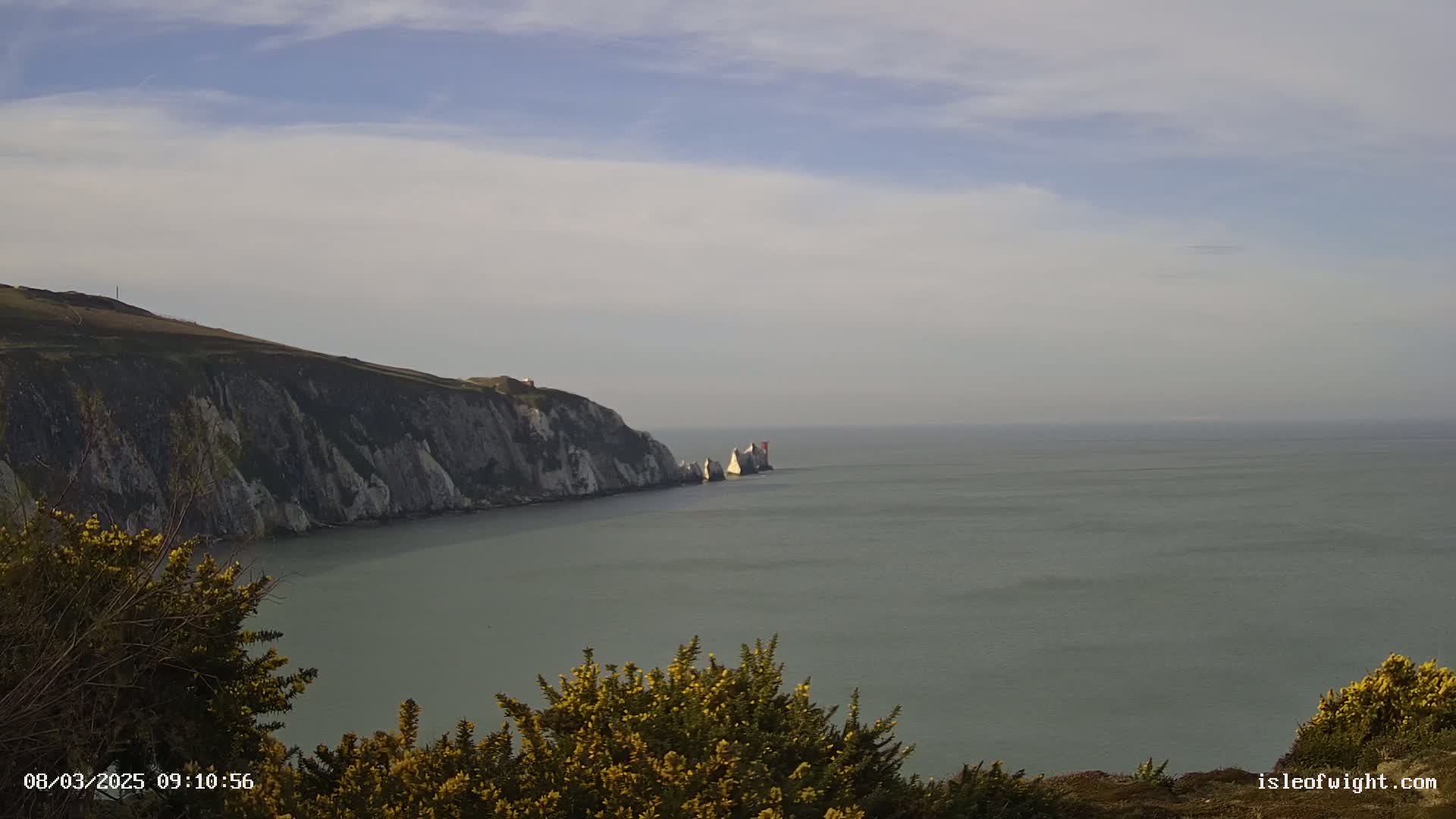 White cliffs meet a calm, grey sea under a partly cloudy sky, with yellow flowering bushes in the foreground.