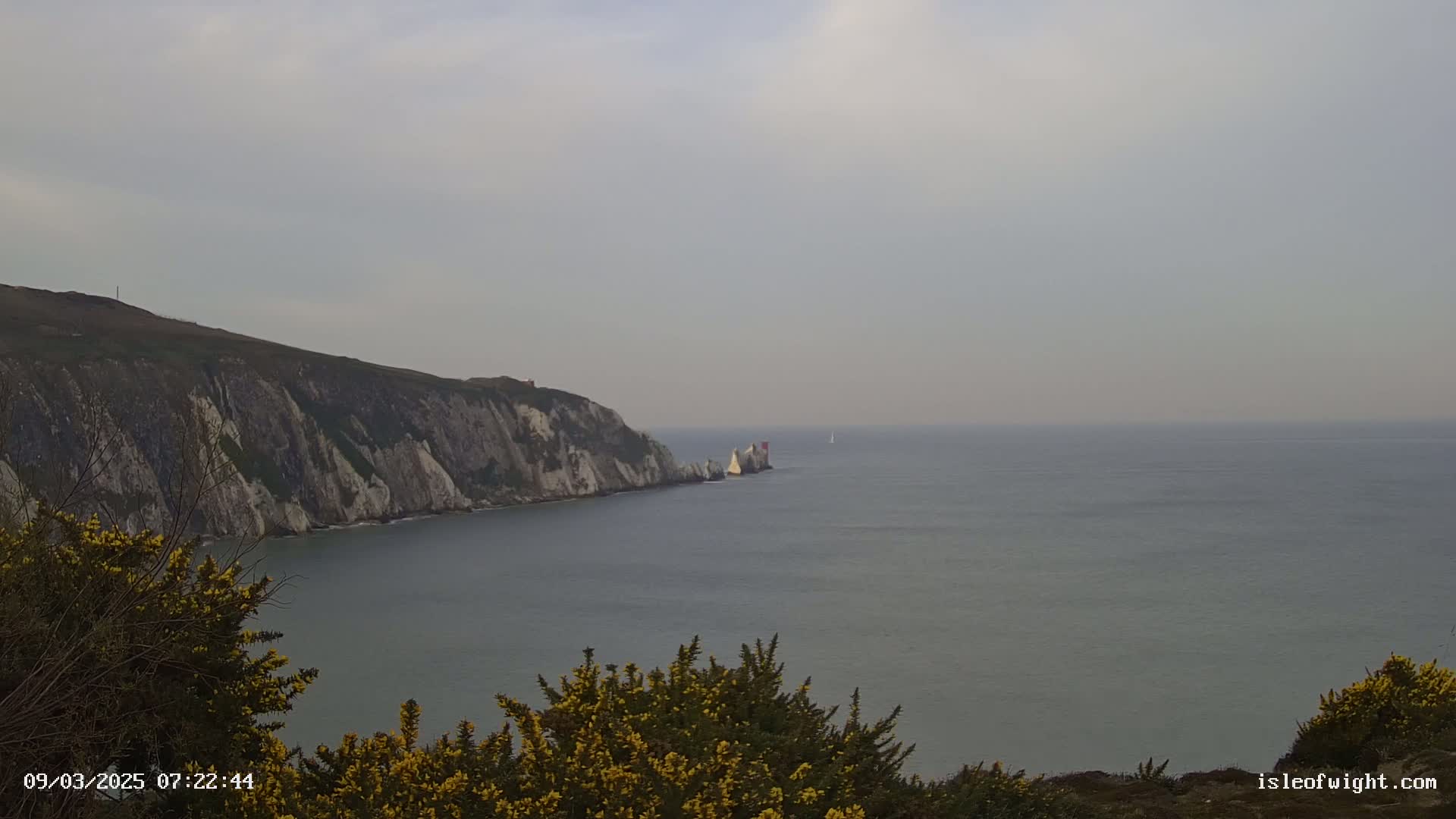 White cliffs meet a calm, gray sea under an overcast sky, with yellow flowering bushes in the foreground.