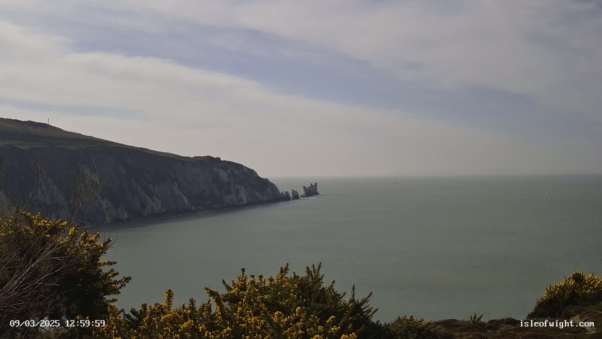 White cliffs meet a calm, gray sea under a lightly cloudy sky, with yellow flowering bushes in the foreground.