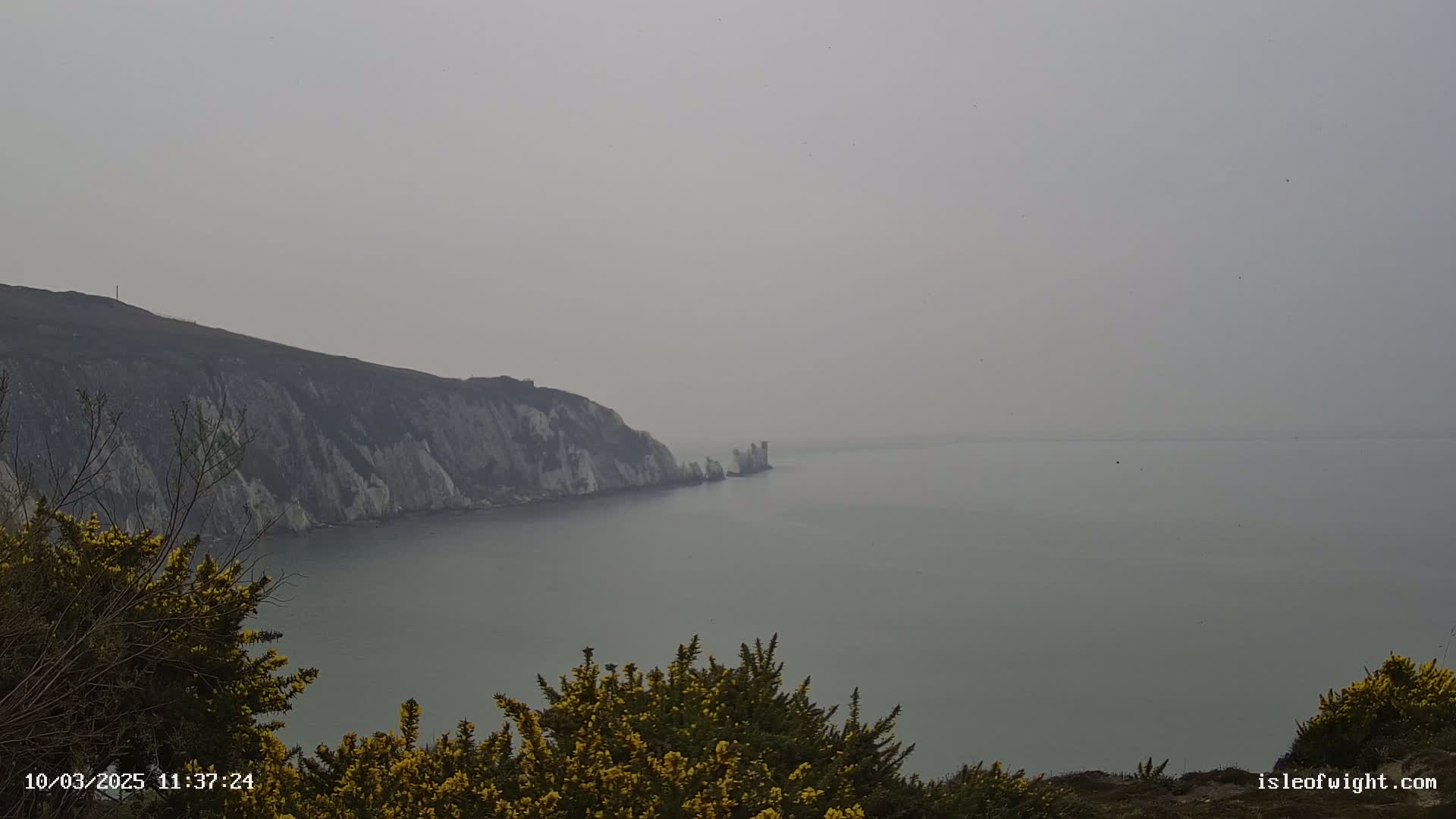 A hazy, overcast view shows a body of water with white cliffs and yellow flowering bushes in the foreground.