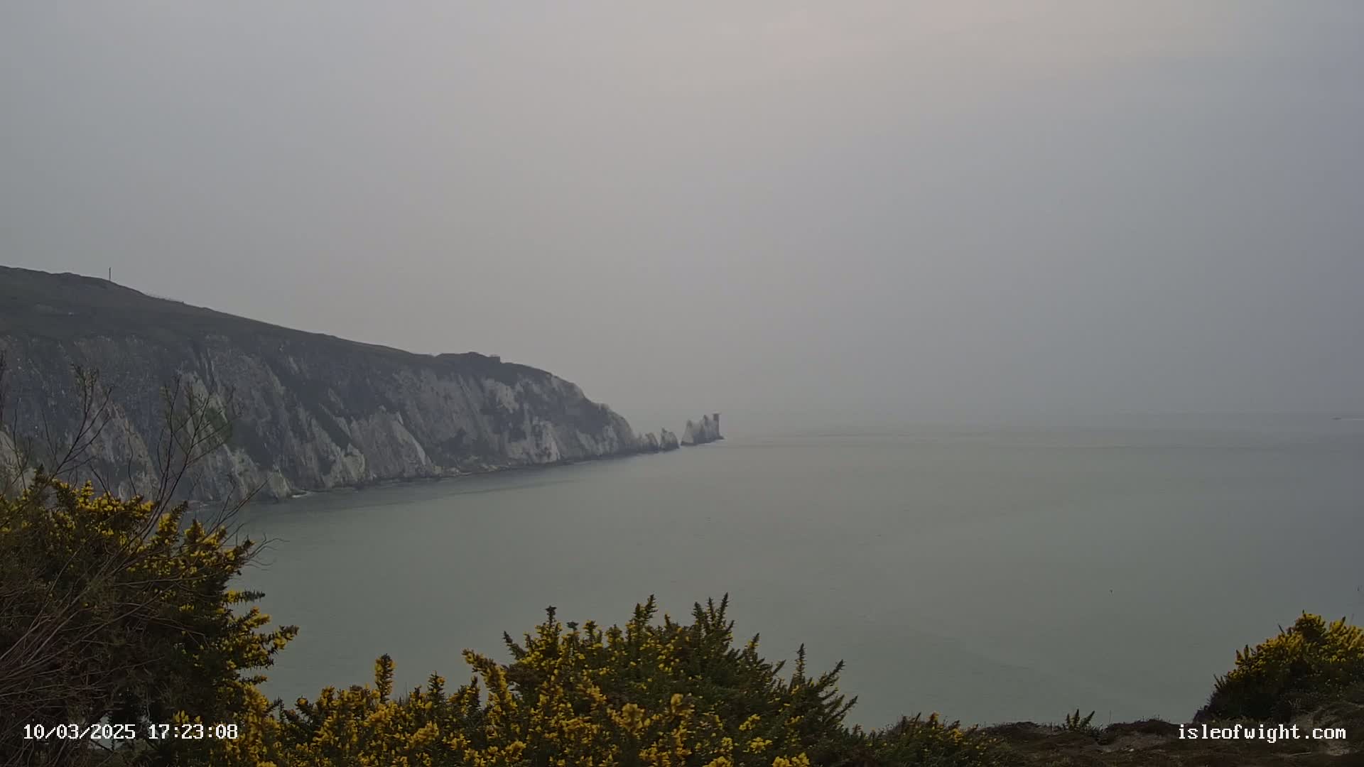 A hazy, gray day reveals a view of white cliffs and the sea, with yellow flowering shrubs in the foreground.