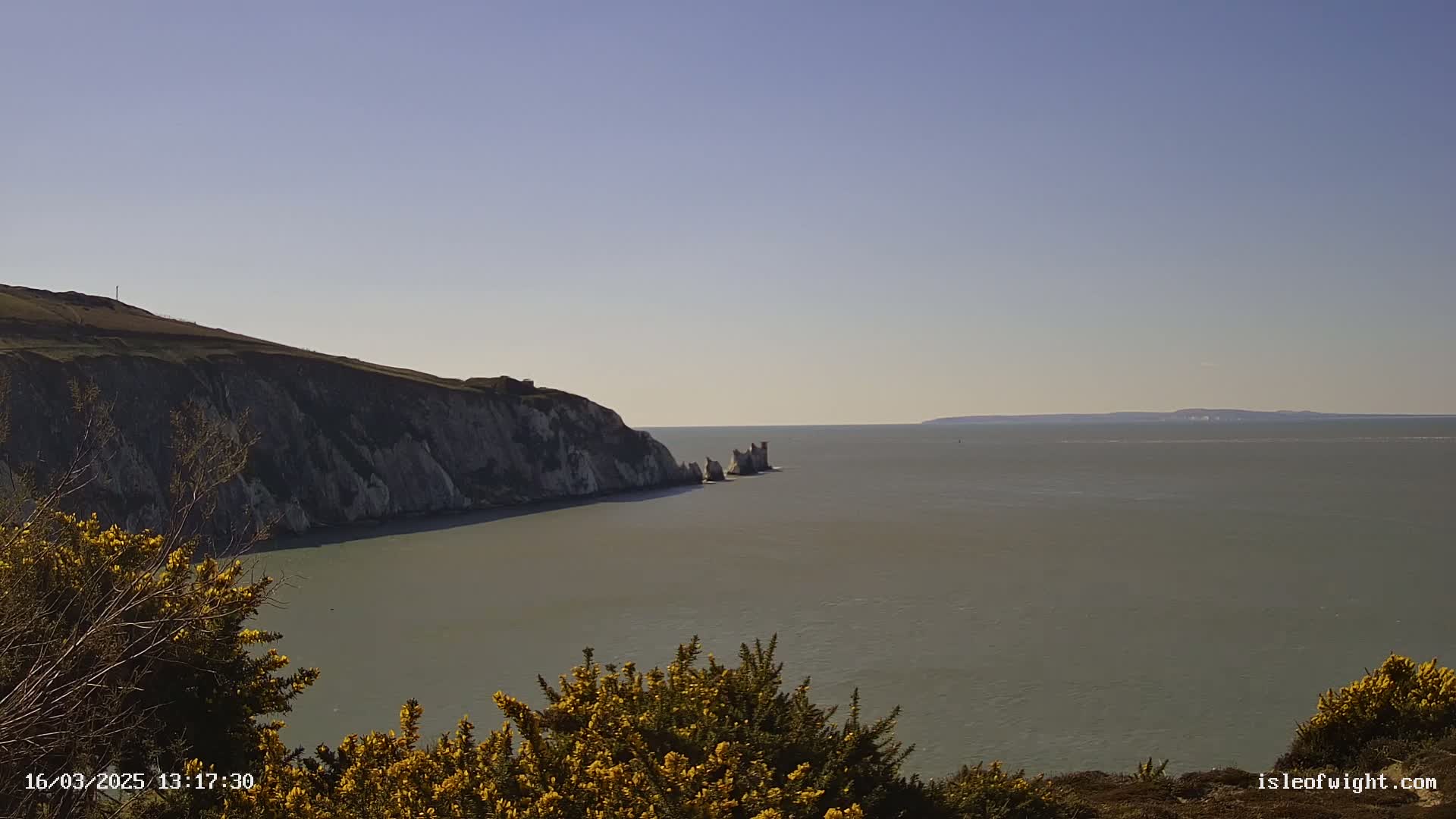White cliffs and yellow flowering bushes overlook a calm sea with distant land visible under a clear blue sky.