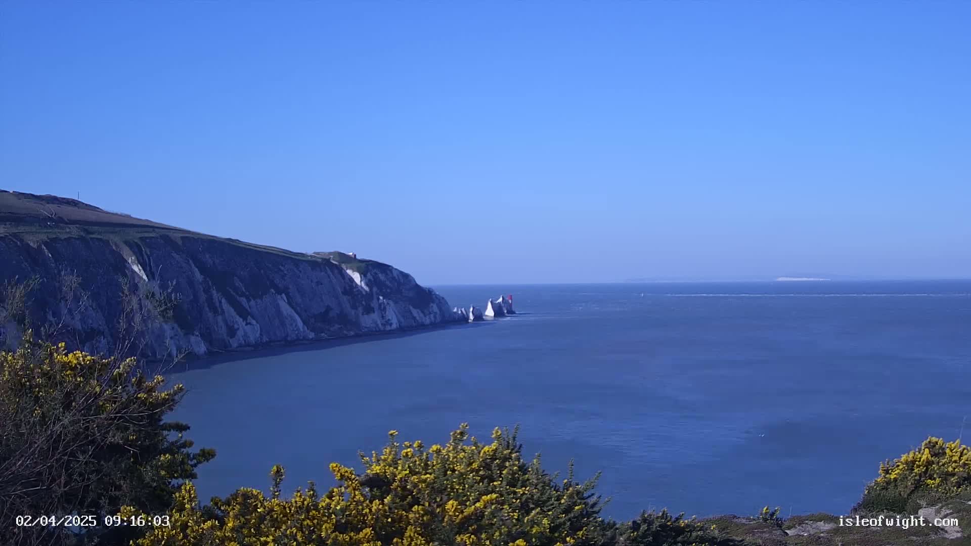 White cliffs rise from a blue sea, under a clear blue sky, with yellow flowering bushes in the foreground.