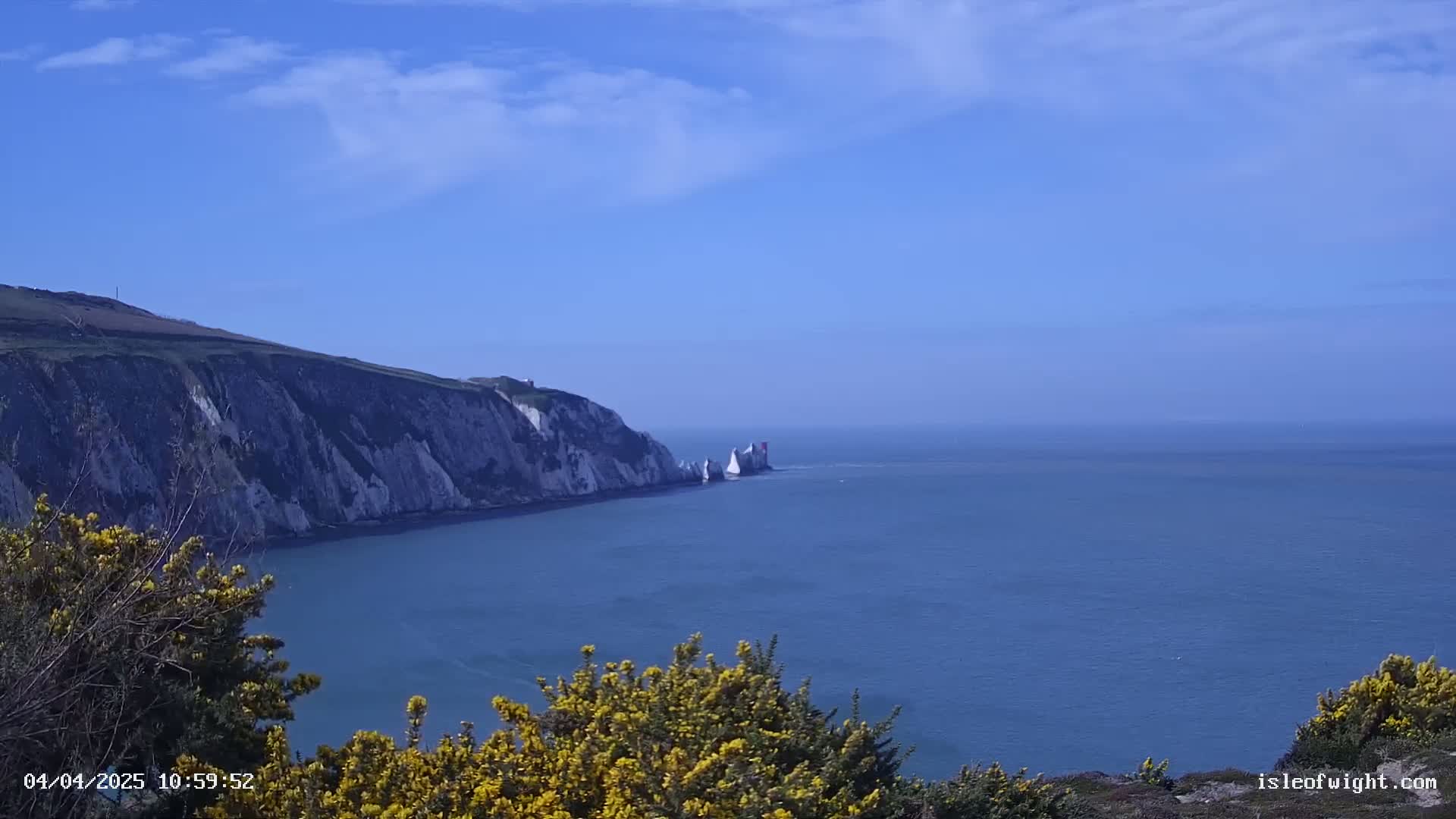 White cliffs rise from a calm, blue sea under a mostly clear, blue sky, with yellow flowering bushes in the foreground.