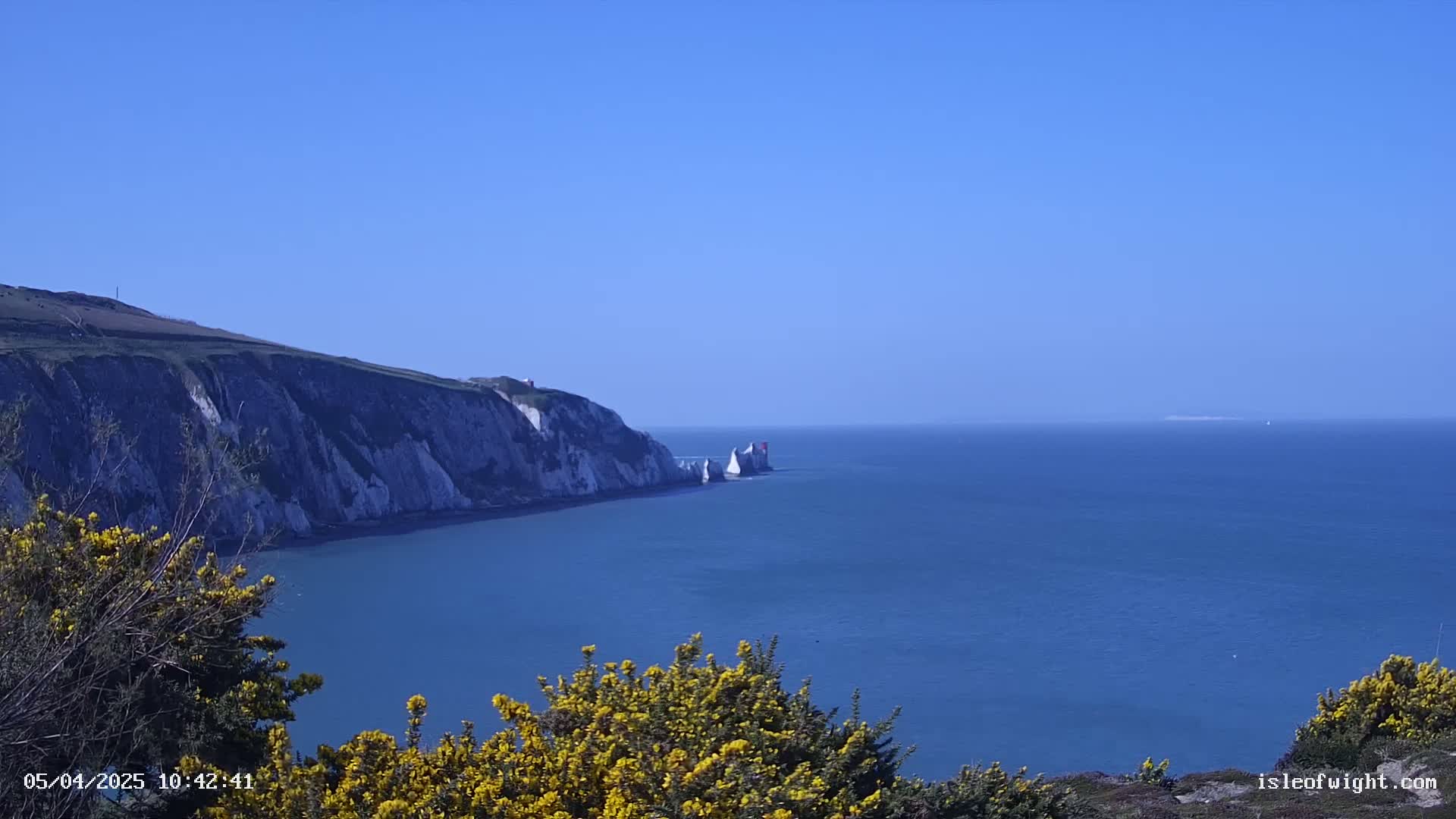 White cliffs meet a calm, blue ocean under a clear blue sky, with yellow flowering bushes in the foreground.