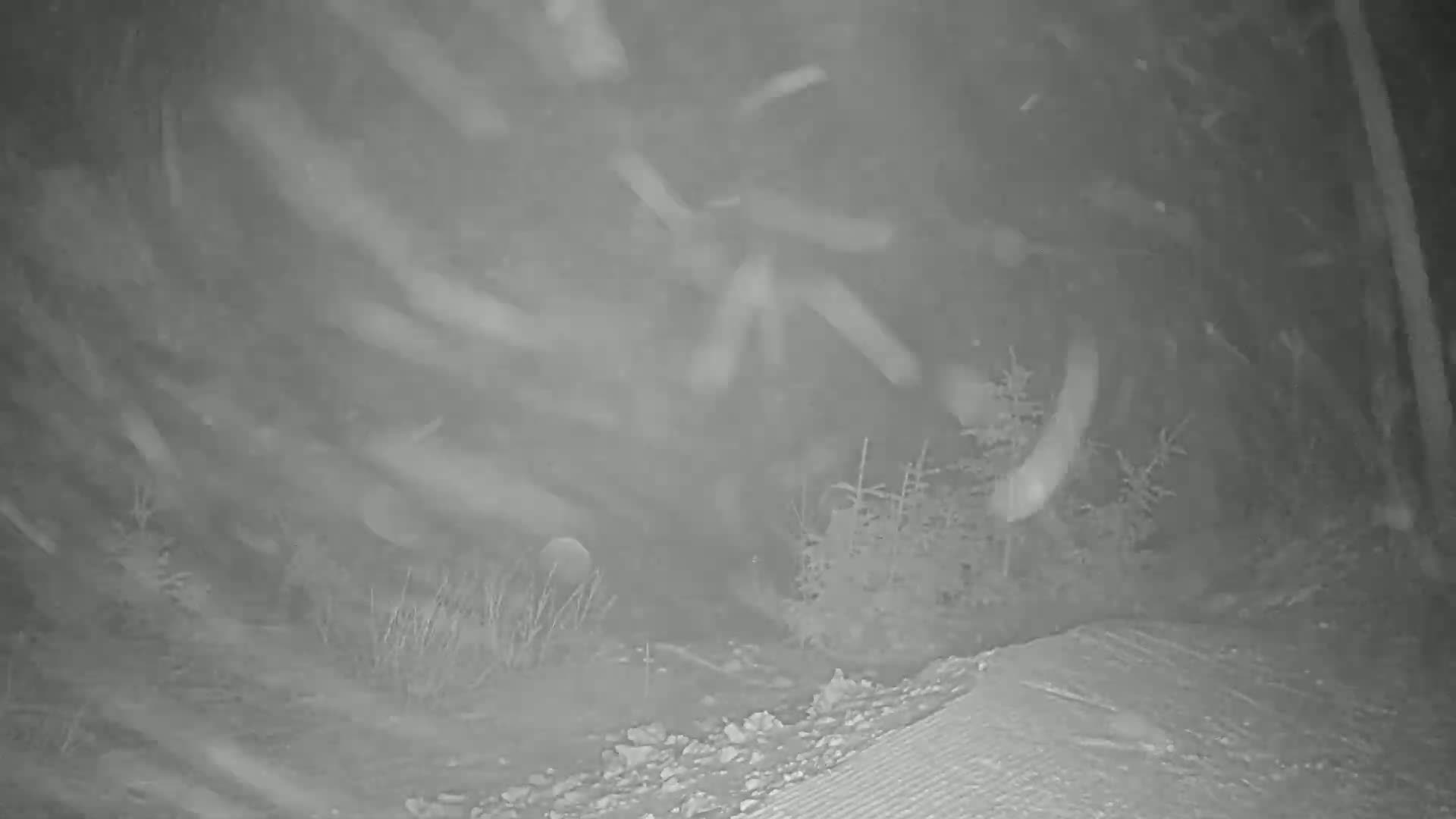 Snow is falling heavily at night near some low vegetation and a slightly sloped, possibly snow-covered, ground.