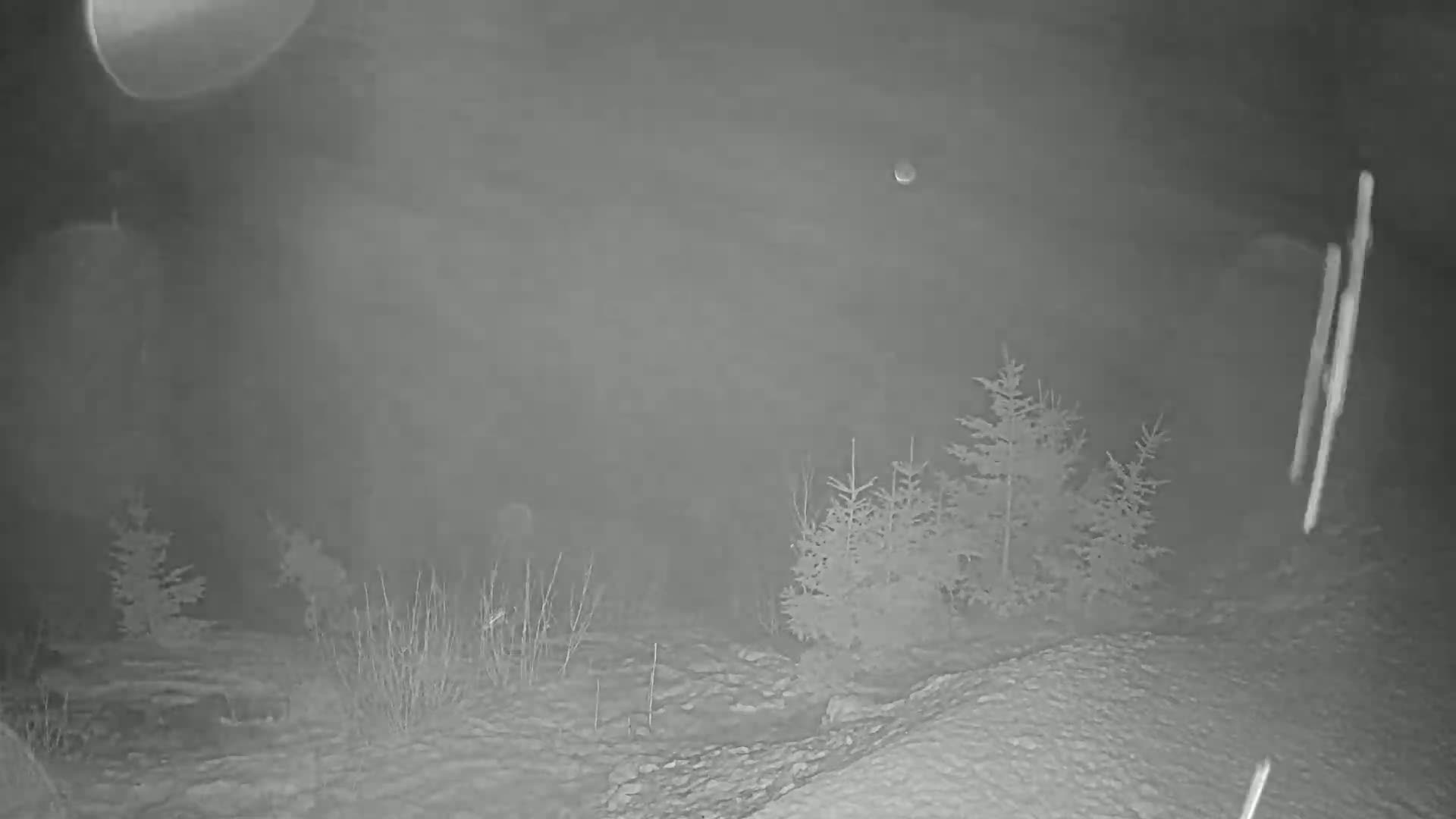 A nighttime, snowy scene shows several small evergreen trees in the mid-ground and some low vegetation in the foreground.