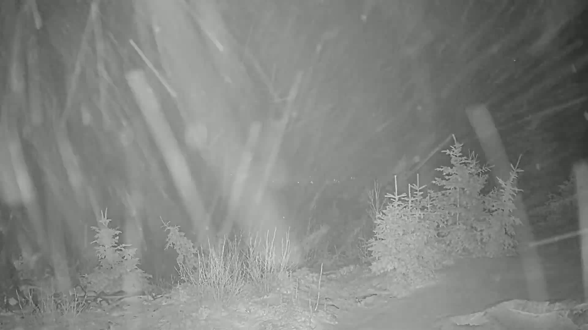 A nighttime scene of snow falling in a wooded area with small evergreen trees and low shrubs.