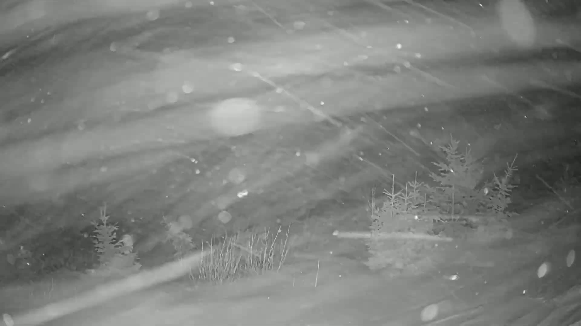 A nighttime, snowy scene shows several small evergreen trees amidst blowing snow.