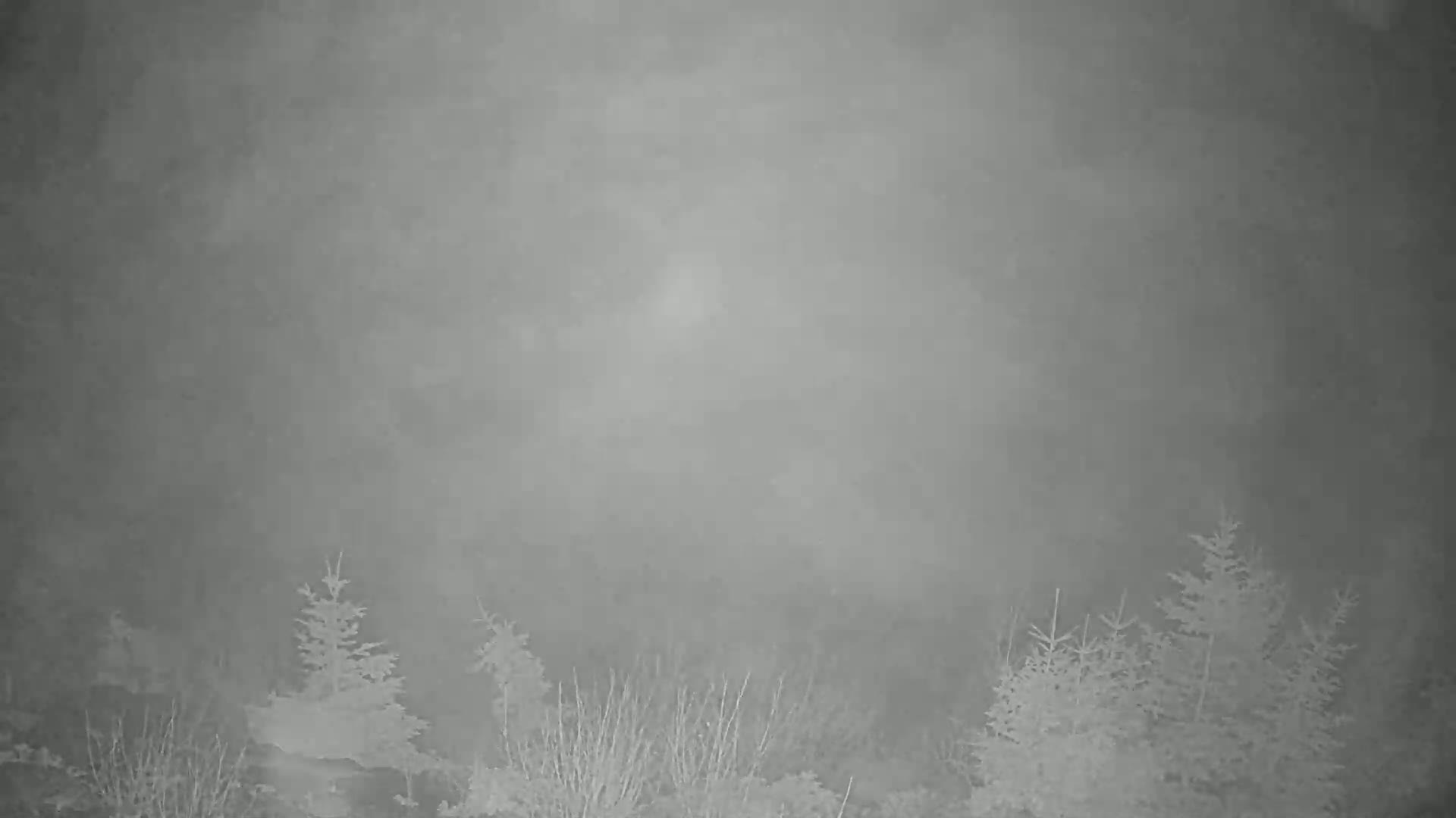 A foggy, low-light outdoor scene shows a line of evergreen trees partially obscured by the heavy fog.