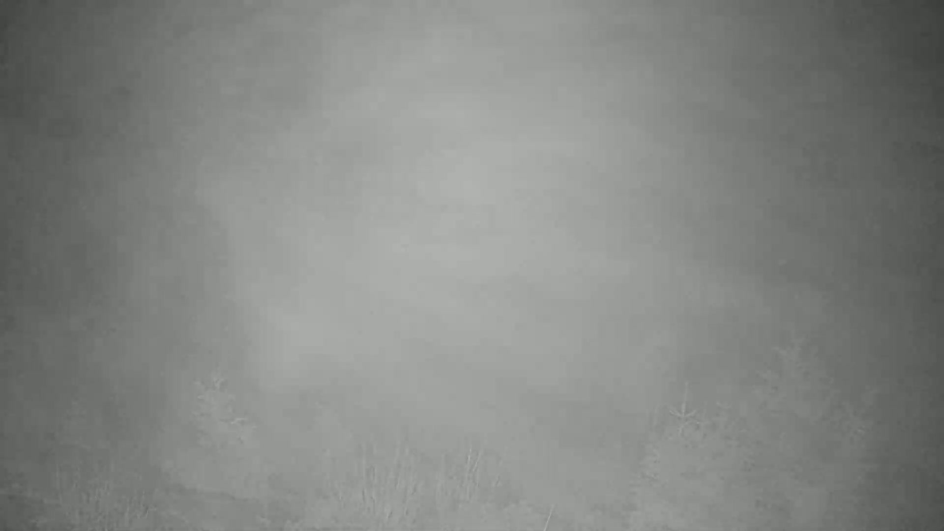 A foggy, gray landscape shows indistinct vegetation at the bottom.