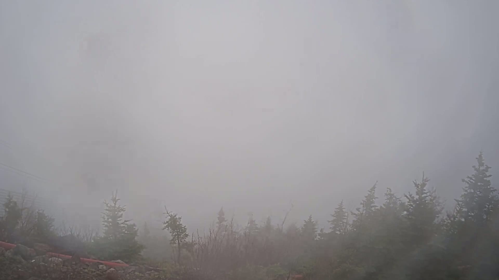 A dense fog obscures a line of evergreen trees.