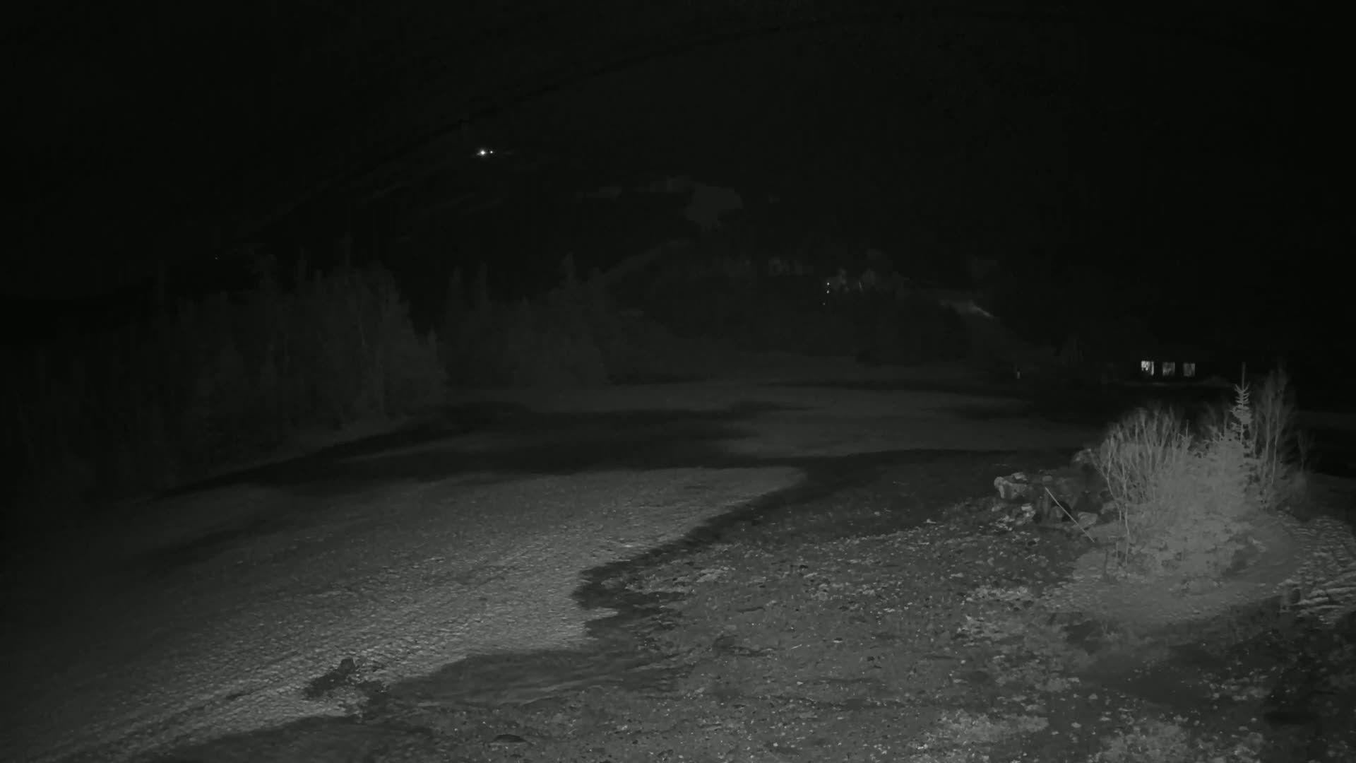 A nighttime, low-light image shows a dark, gravel area with patches of snow or ice, some shrubs, and a dark forest in the background.
